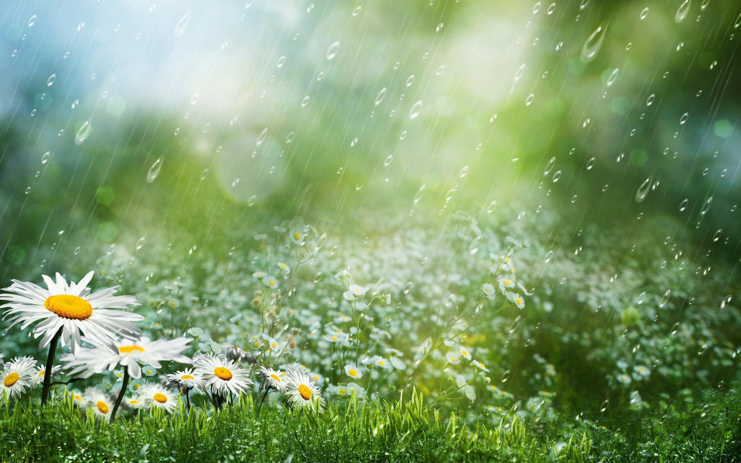 Daisies, Rain Wallpaper, 2560x1600 HD Desktop