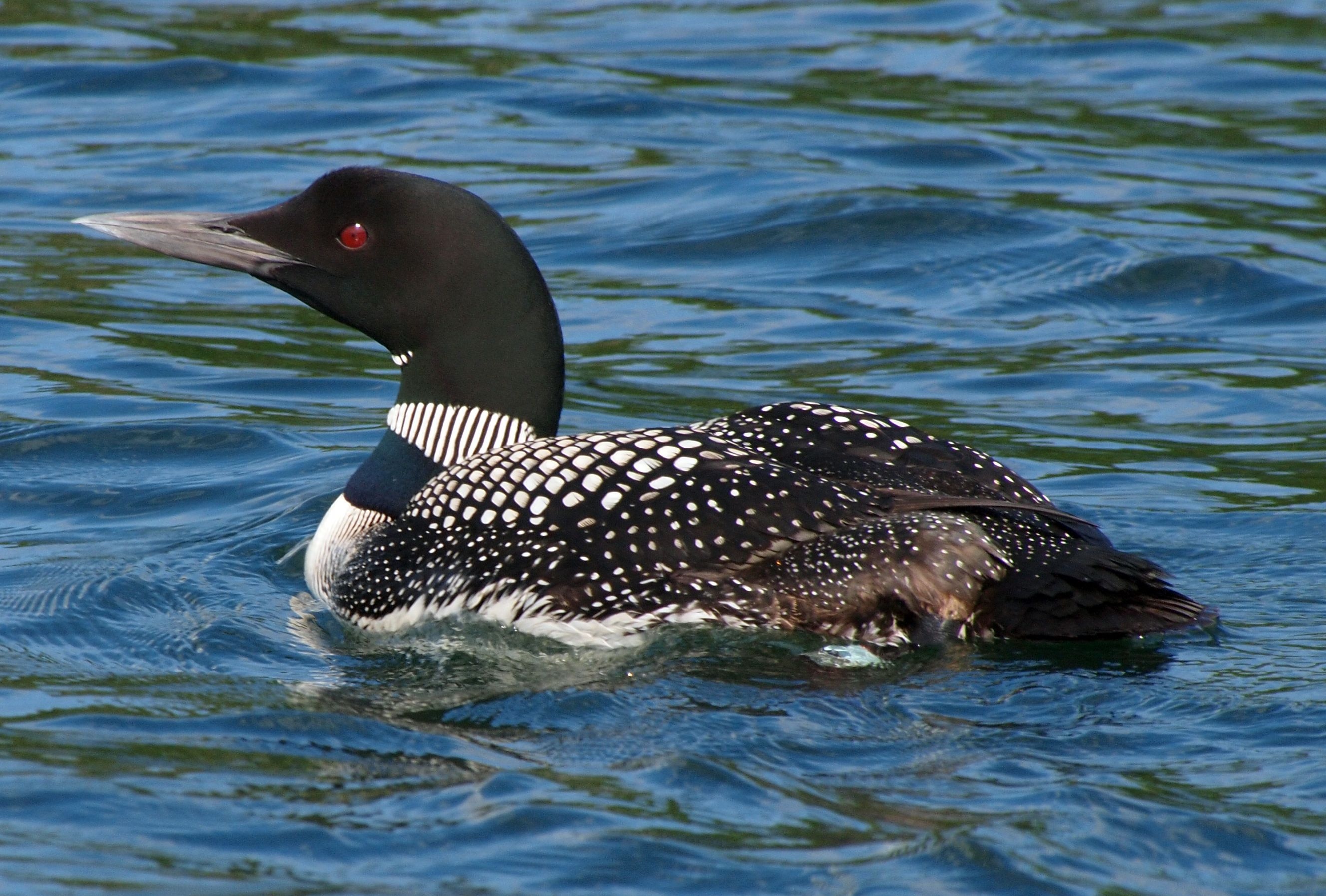 Loon wallpapers, Top free, Loon backgrounds, 2660x1800 HD Desktop