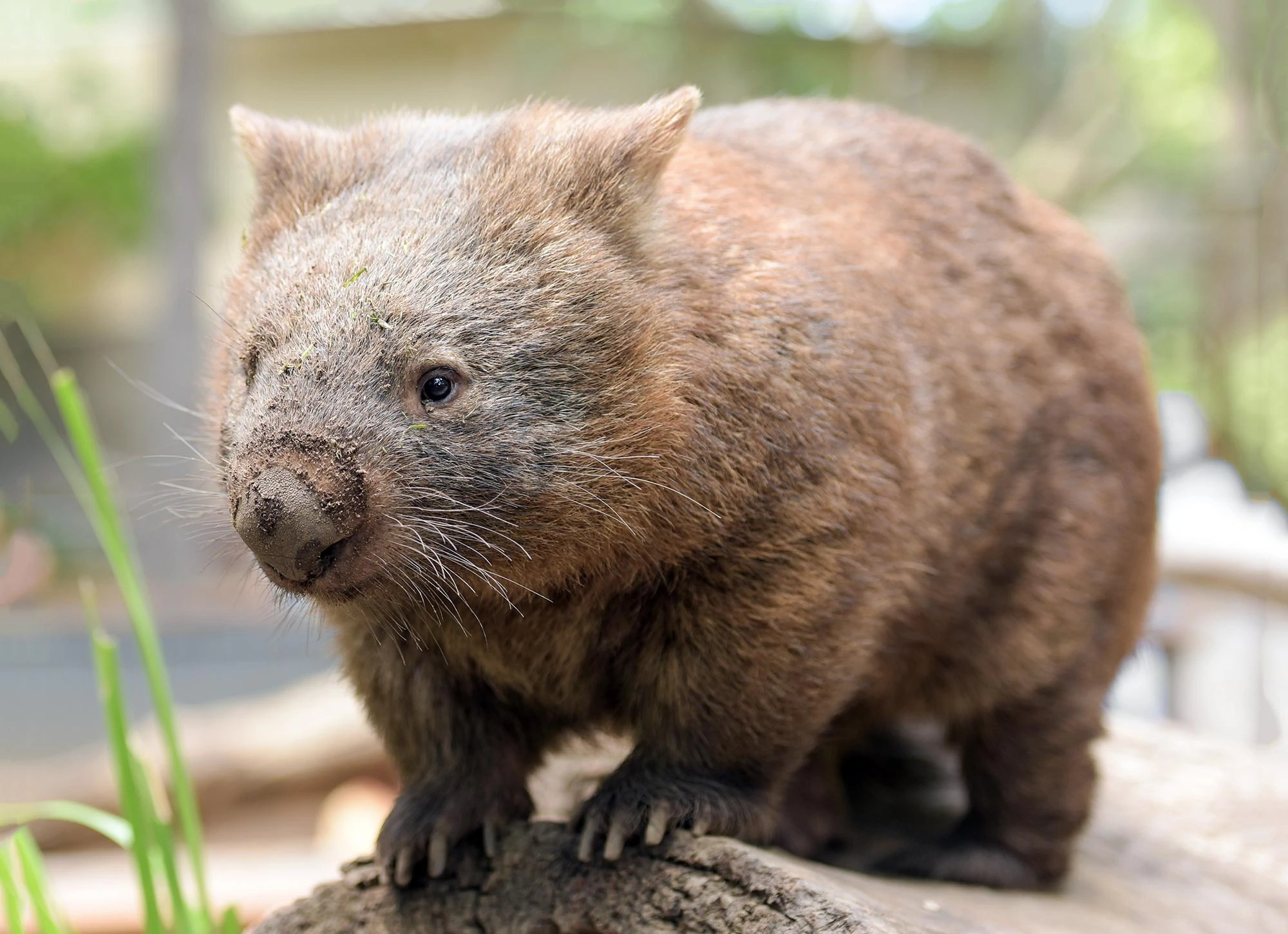 Tier zoo, Wombats Wallpaper, 2000x1450 HD Desktop