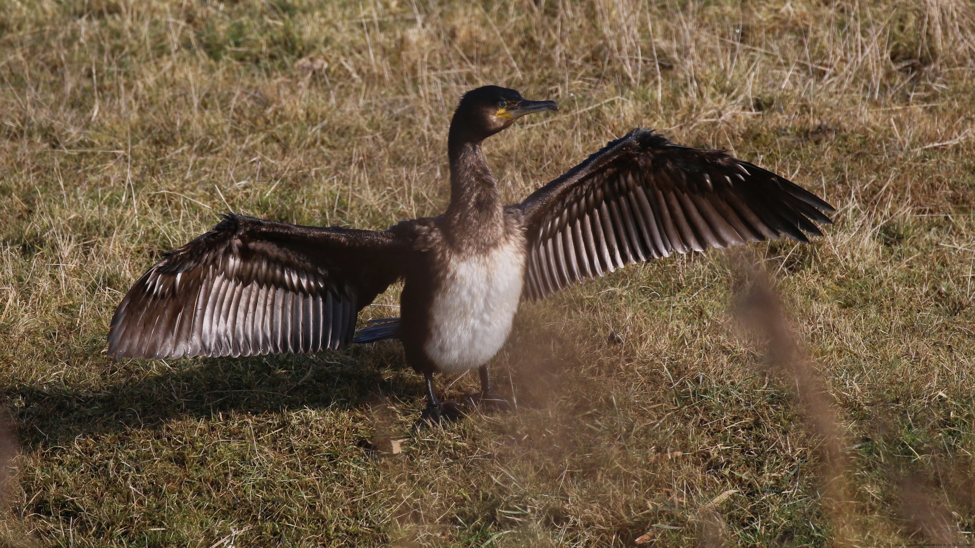 Cormorant, Natur wattenmeer dr jensen, 3840x2160 4K Desktop