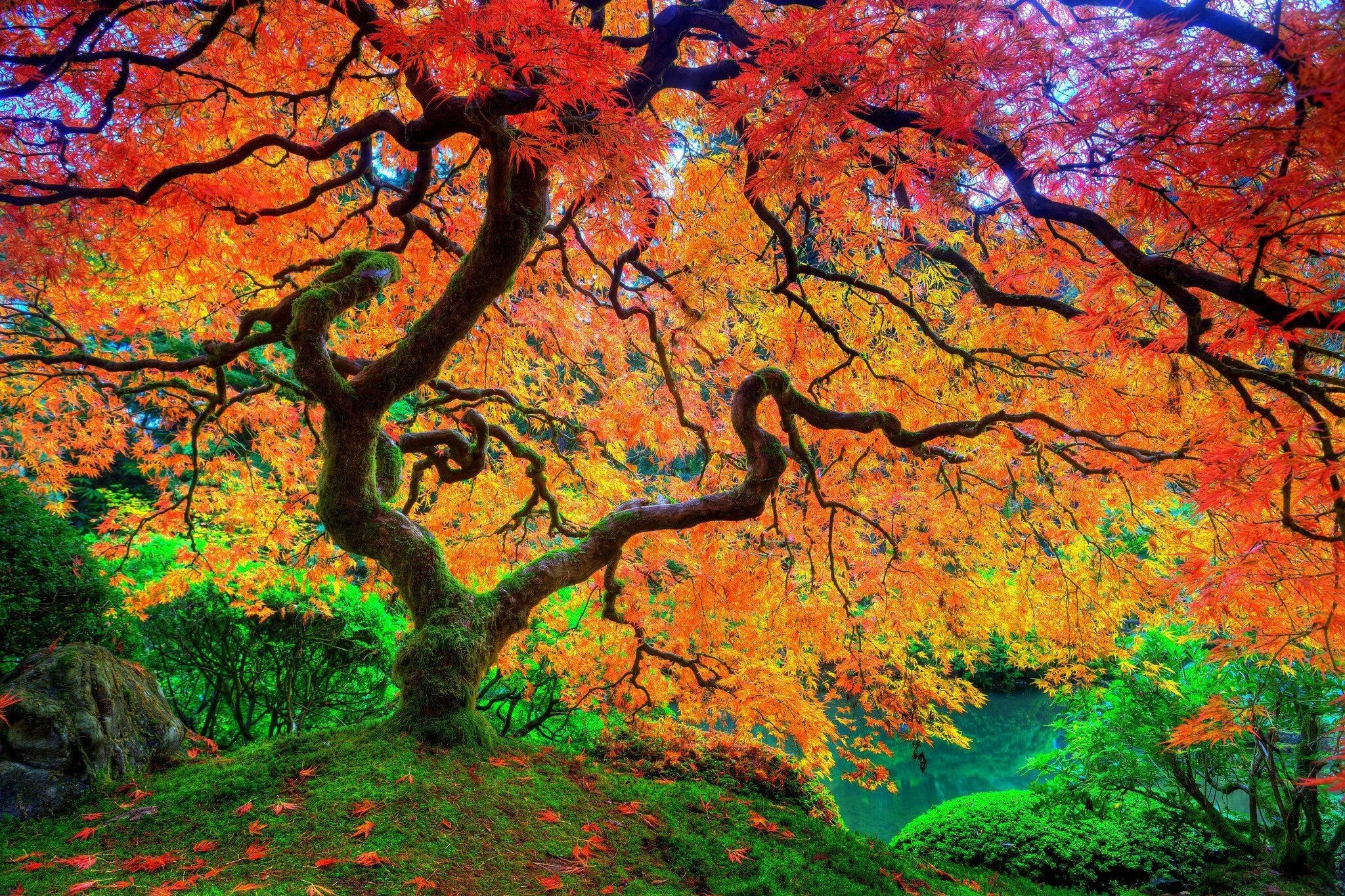 Japanese maple, Trees Wallpaper, 2050x1370 HD Desktop