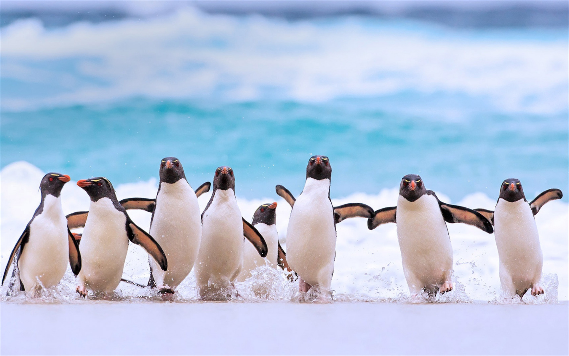 Southern rockhopper, Penguins Wallpaper, 1920x1200 HD Desktop