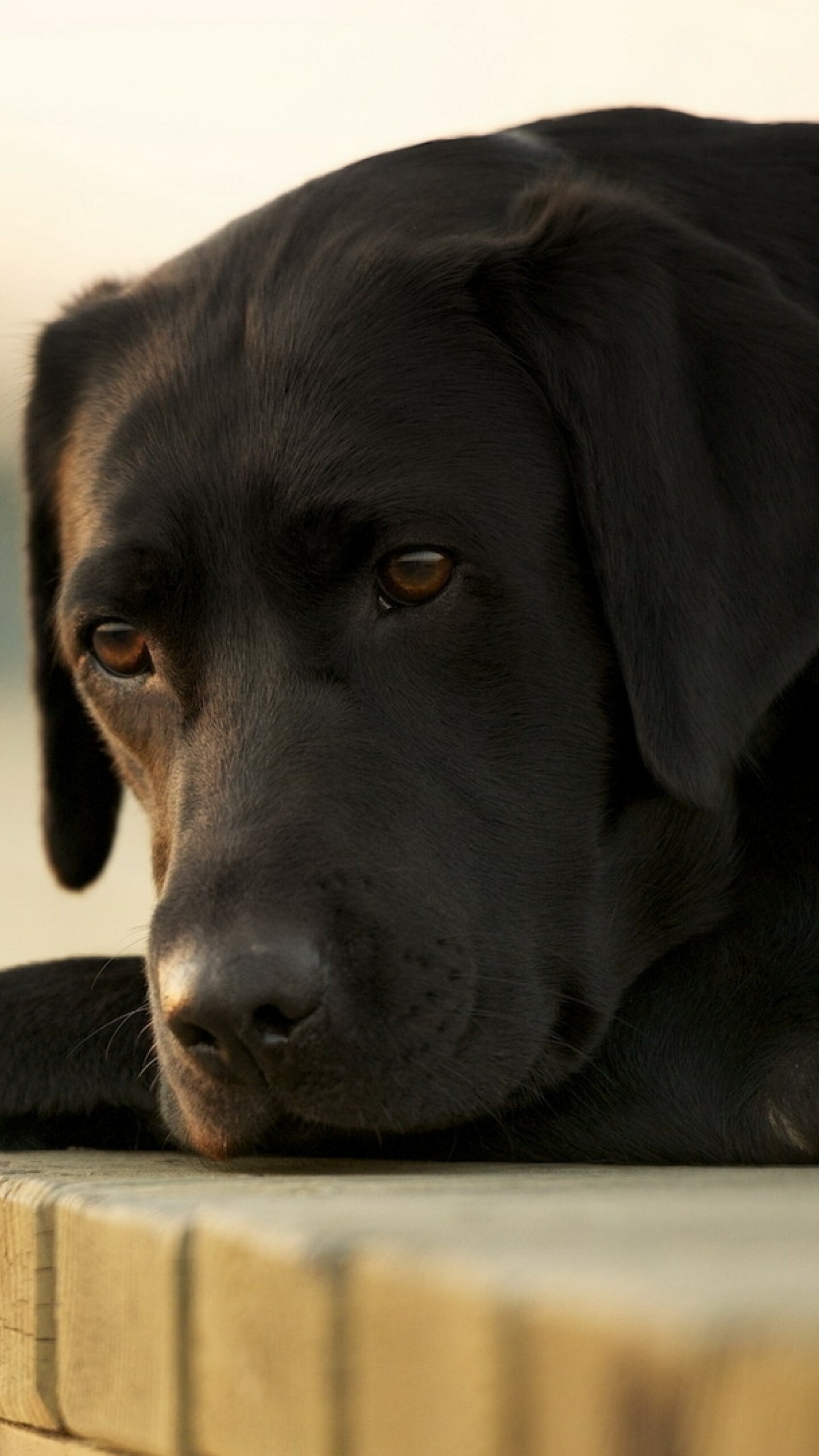 Labrador dog, 4K wallpaper, Animals page, Stunning beauty, 1440x2560 HD Phone