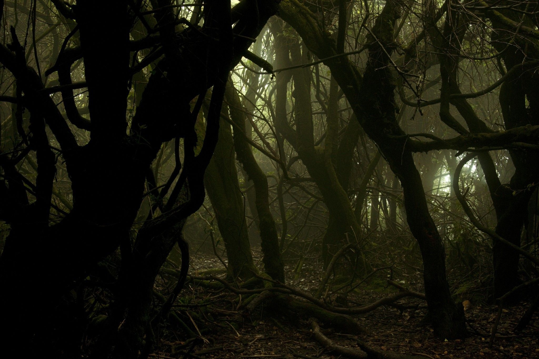 gnarled dark tree trunks, tangled forest canopy branches, gloomy misty woodland, HD Desktop wallpaper