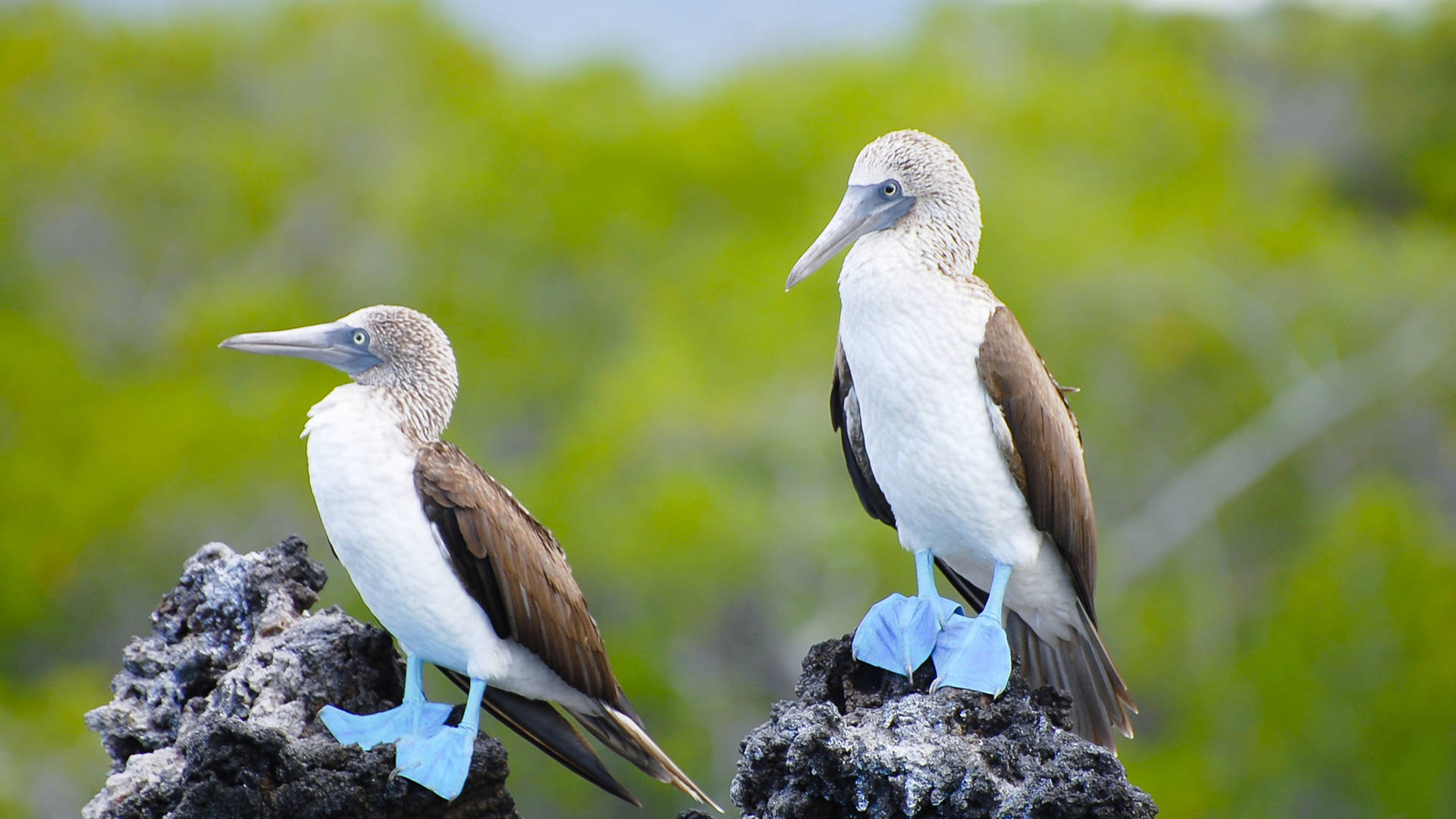 Ecuador reisen, Kleines land, Ganz gro au0026e erlebnisreisen, Booby, 1920x1080 Full HD Desktop