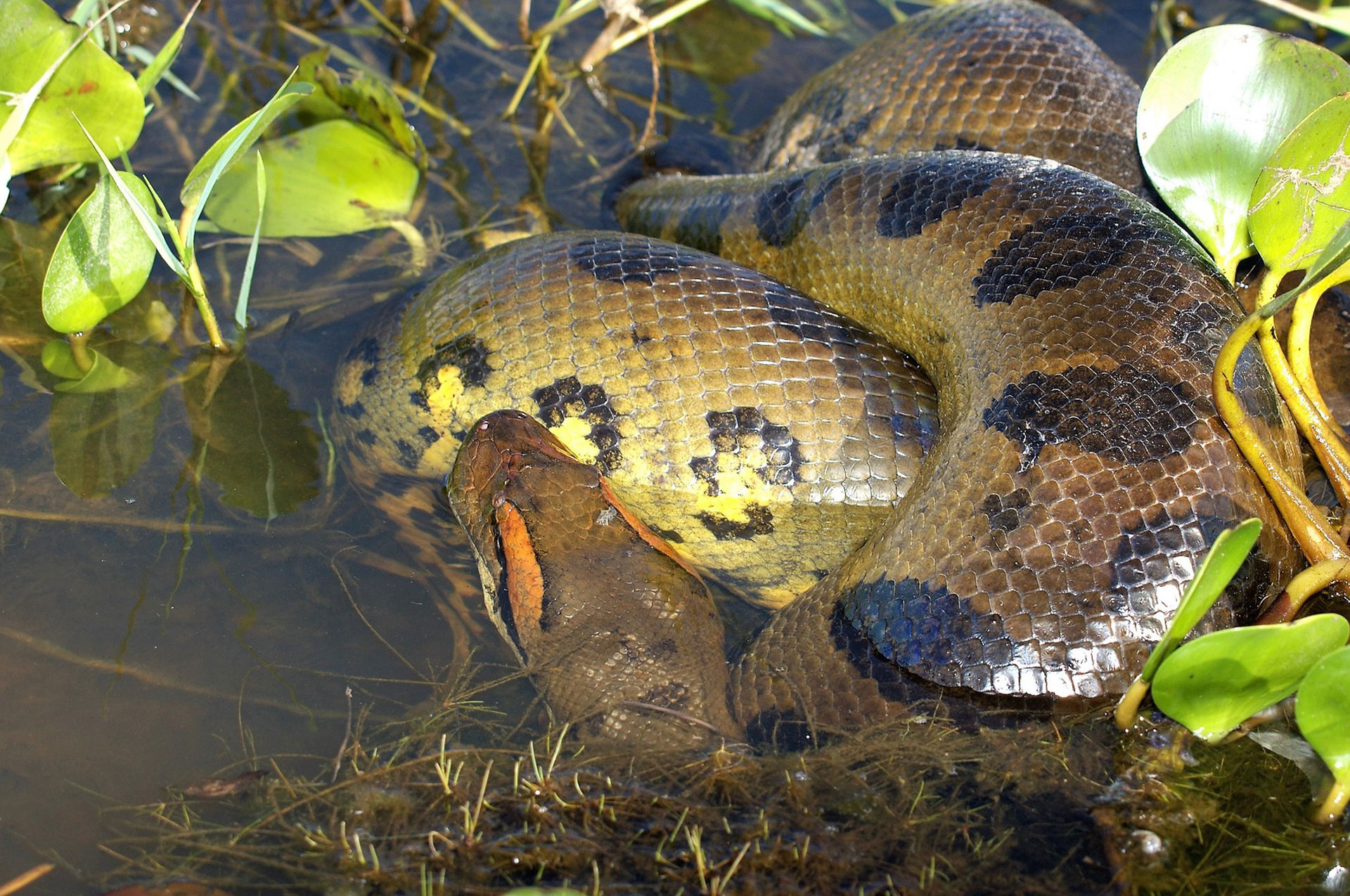 Anaconda, Amazon jungle, Anaconda, 1920x1280 HD Desktop