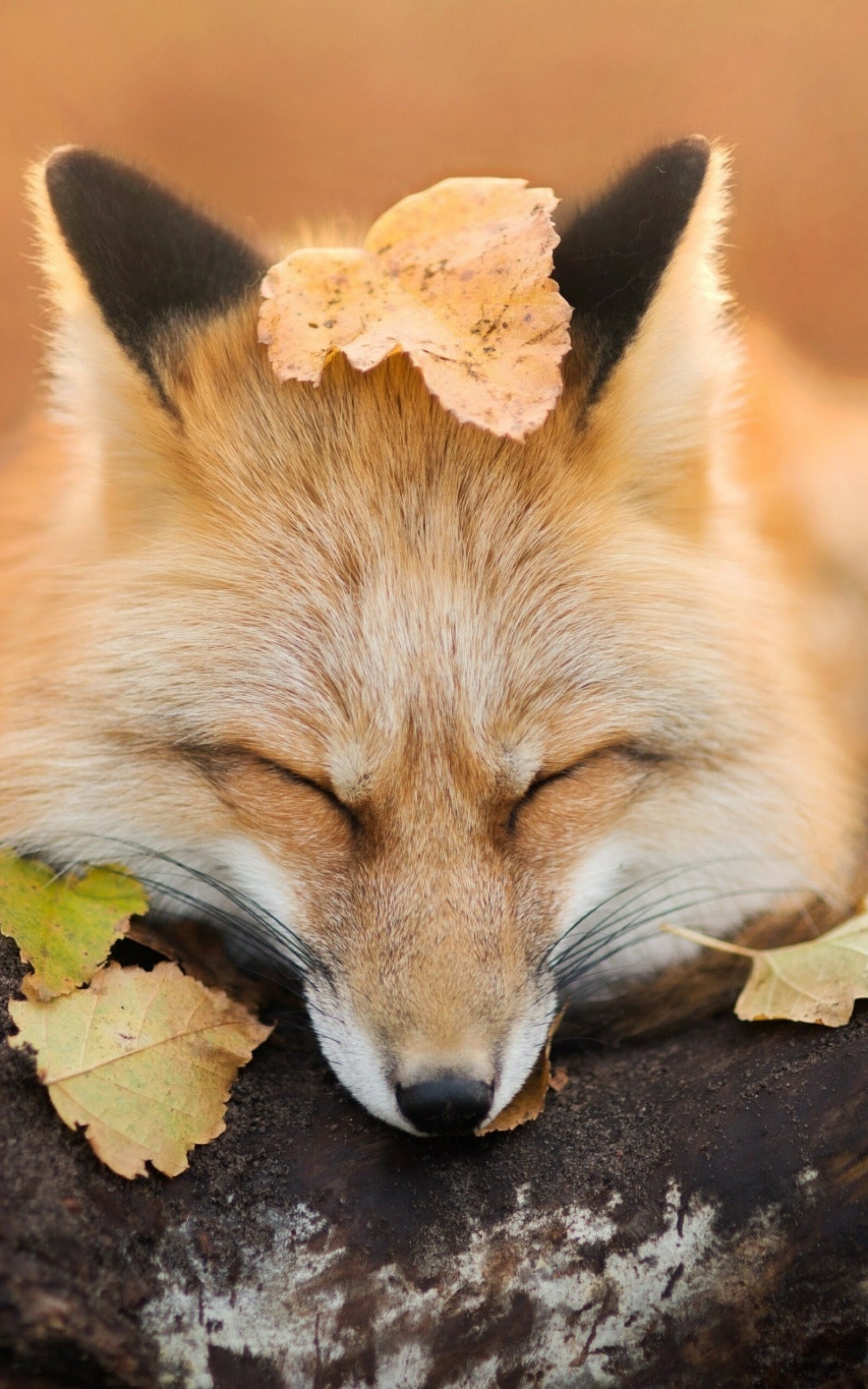 Autumn leaves, Fox sleeping, Wood background, Scenic, 1600x2560 HD Phone