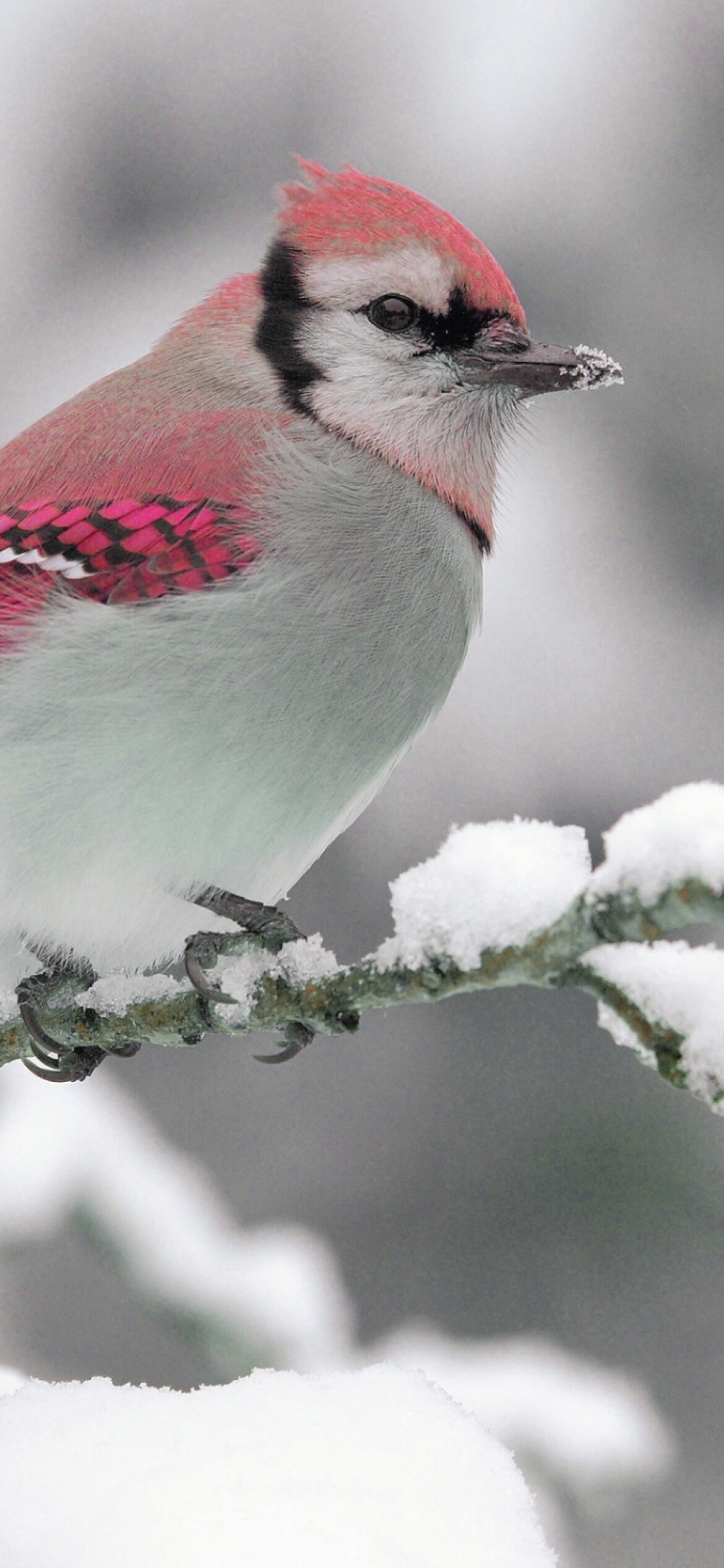 Pretty in pink, iPhone wallpaper, Soft feathers, Delicate beauty, 1170x2540 HD Phone