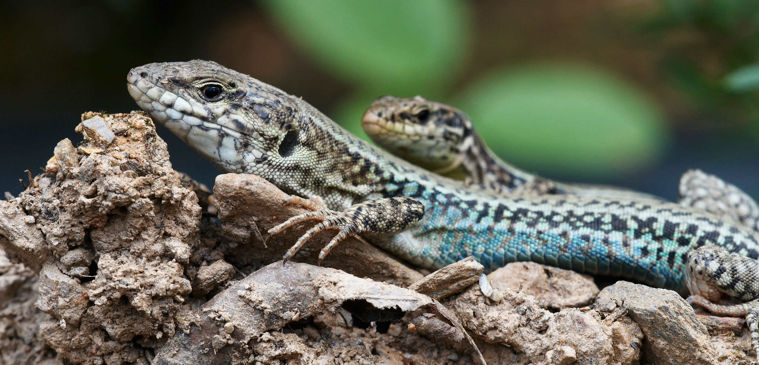 Cannibal lizard snags mouthful, 2500x1210 Dual Screen Desktop