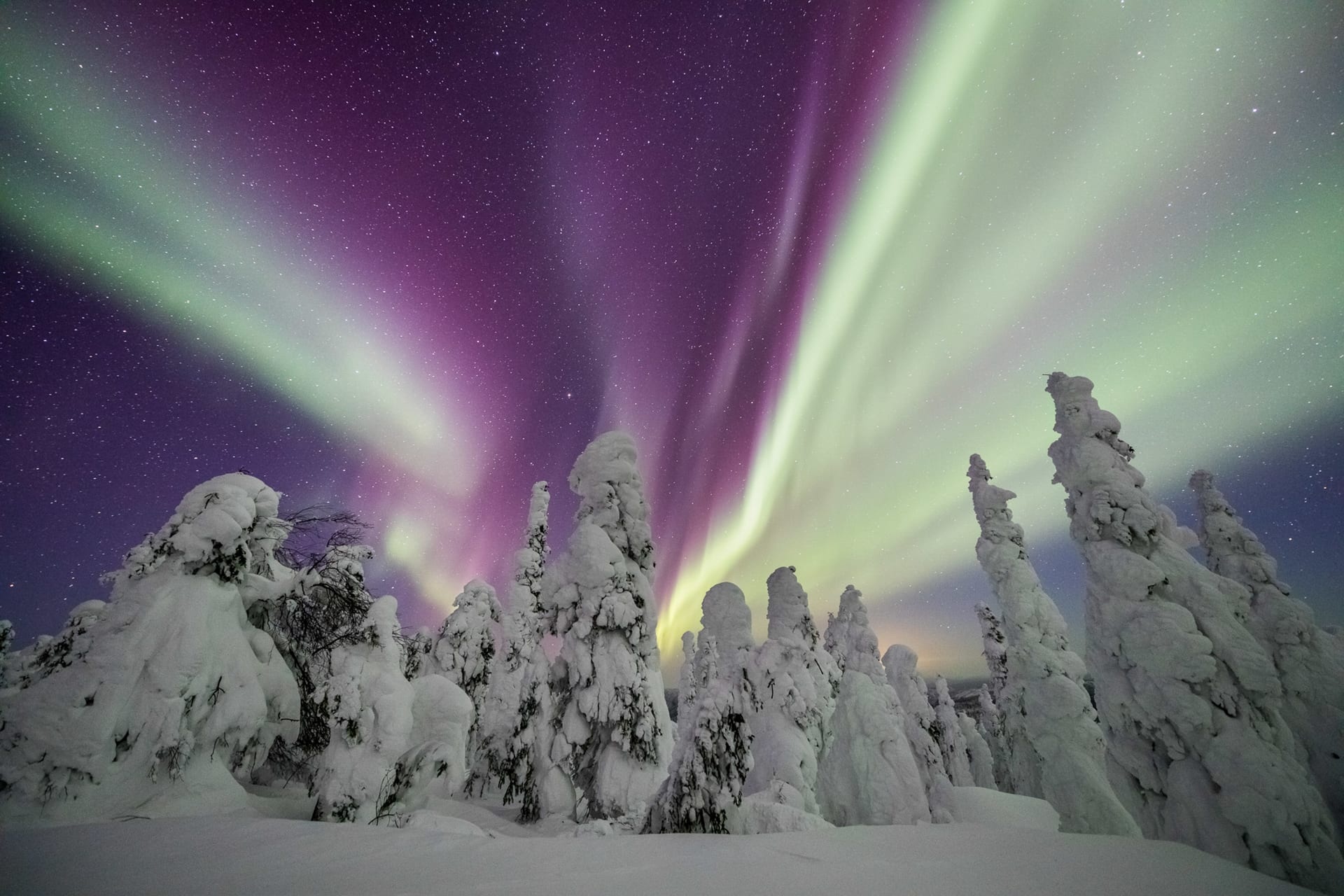 Aurora Borealis, Snow-covered spruce trees, Purple night sky, HD Desktop wallpaper