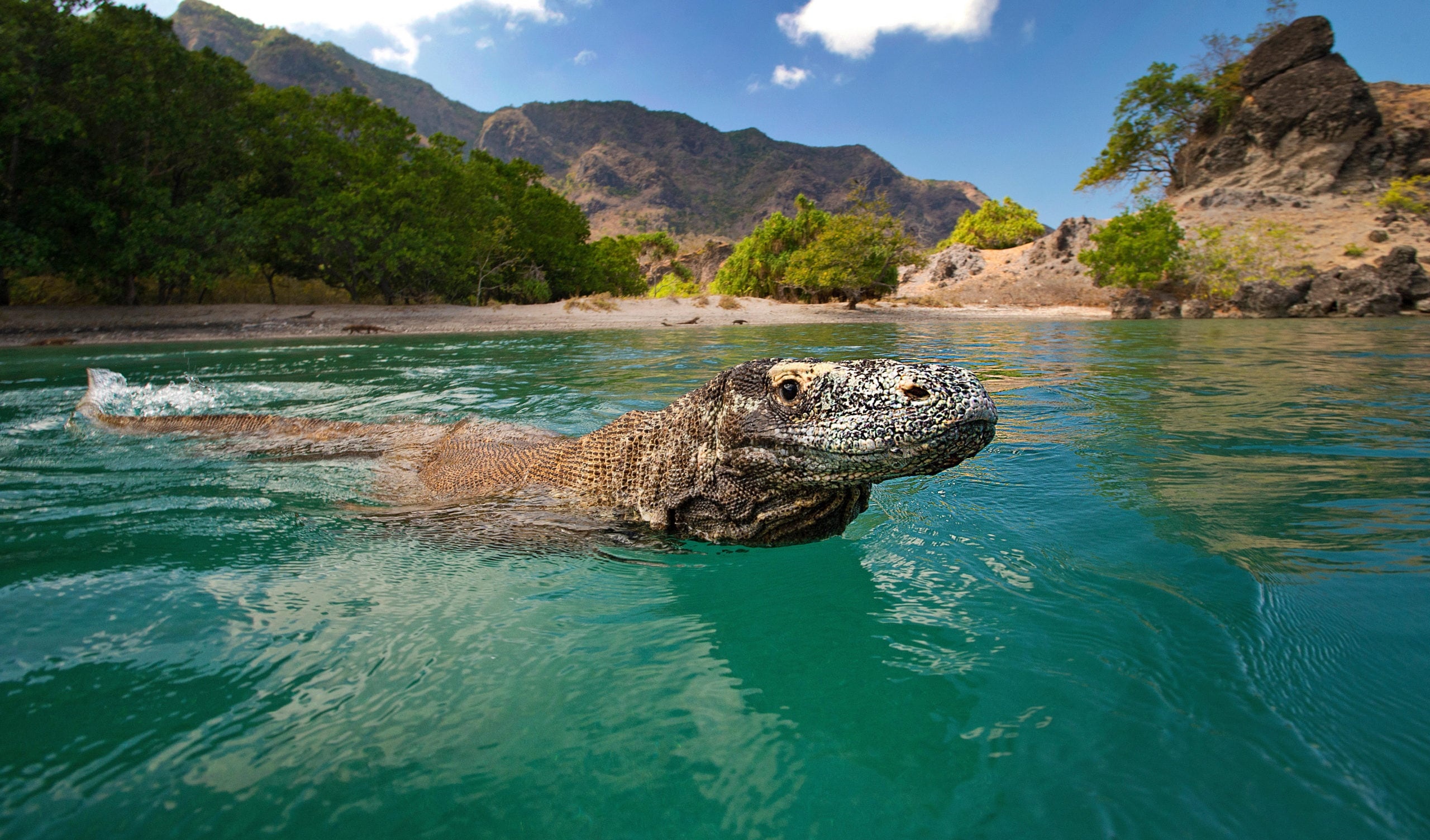 Komodo Island, Komodo dragon, Australian geographic, Endangered, 2560x1510 HD Desktop