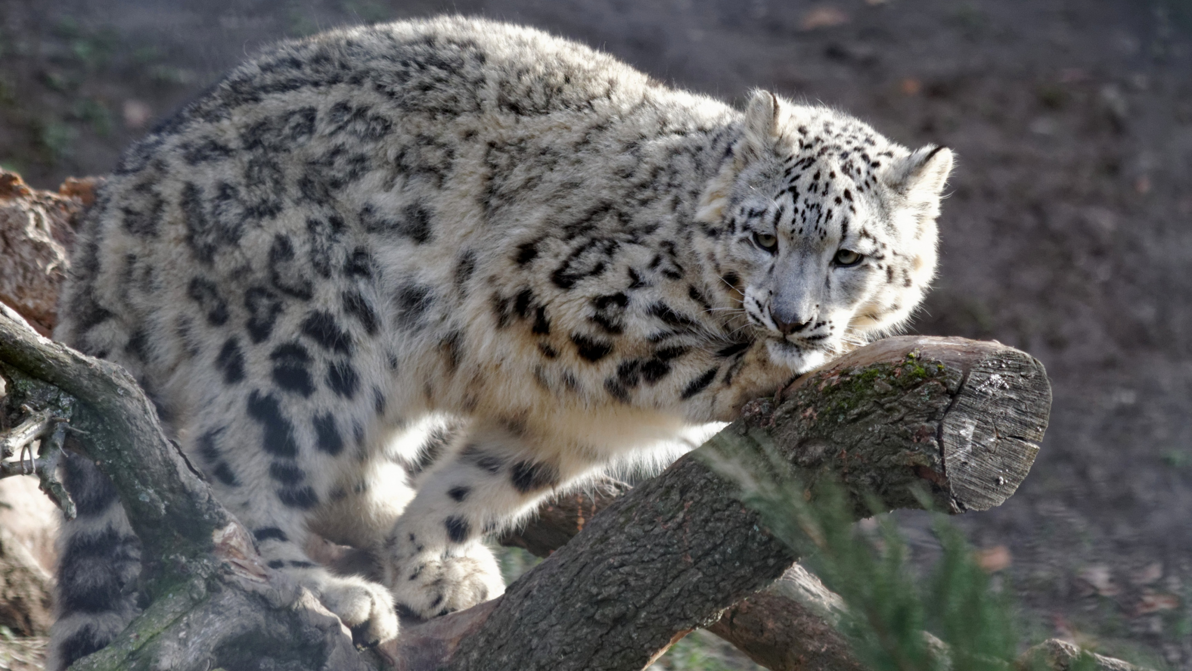 Snow Leopard, 4K Ultra wallpaper, High definition, Exceptional detail, 3840x2160 4K Desktop