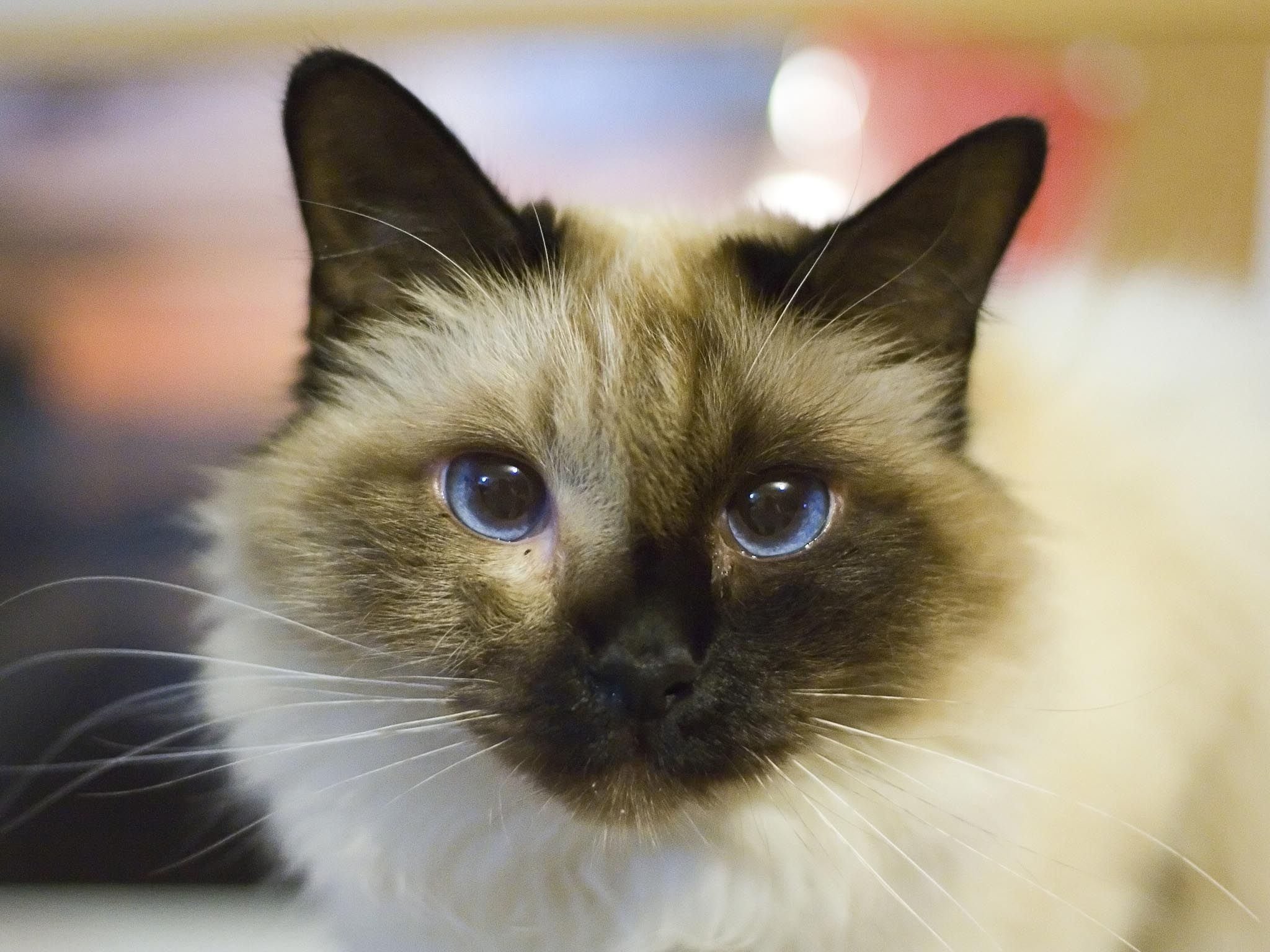 Pretty Birman cat, Blue eyes munchkin, Cat pics Birman, Cat, 2050x1540 HD Desktop