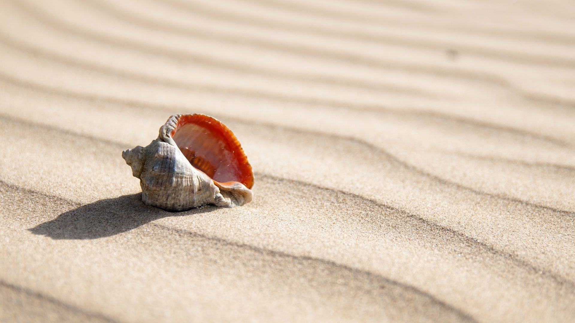 Seashell in the Sand, HD Image, Picture Background, Pywfed, 1920x1080 Full HD Desktop