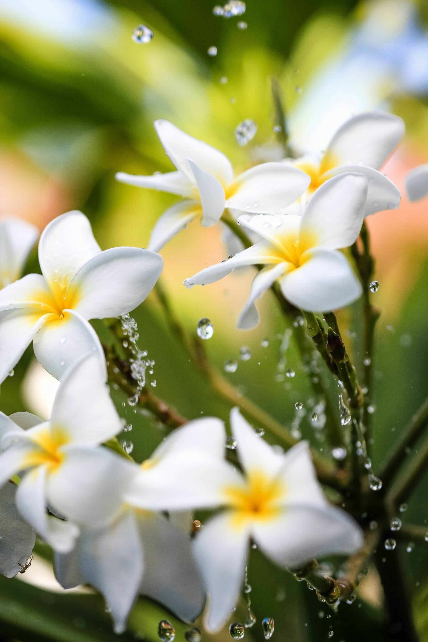 Curaao apartments, Frangipani holiday bliss, Tropical floral paradise, Nature's bounty, 1370x2050 HD Phone