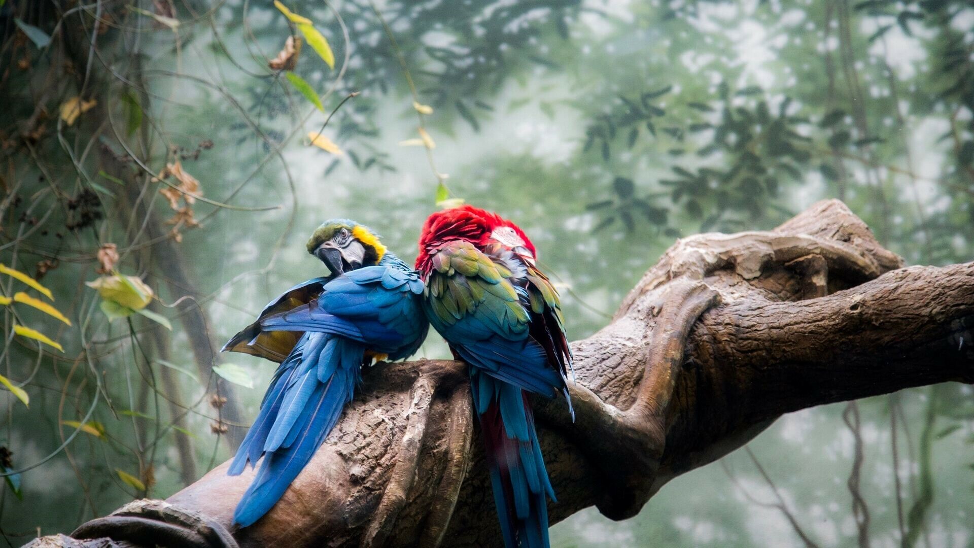 Parrot, Colorful, Desktop, Laptop, 1920x1080 Full HD Desktop