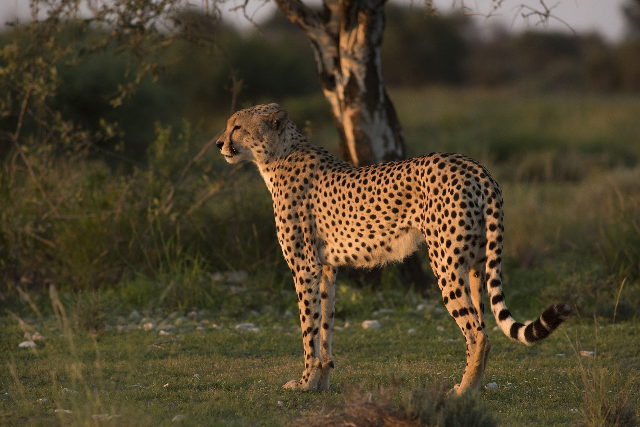 Jeffrey Barbee, Kgalagadi Transfrontier, Peace Park Alliance, Preserving the Earth, 2700x1810 HD Desktop