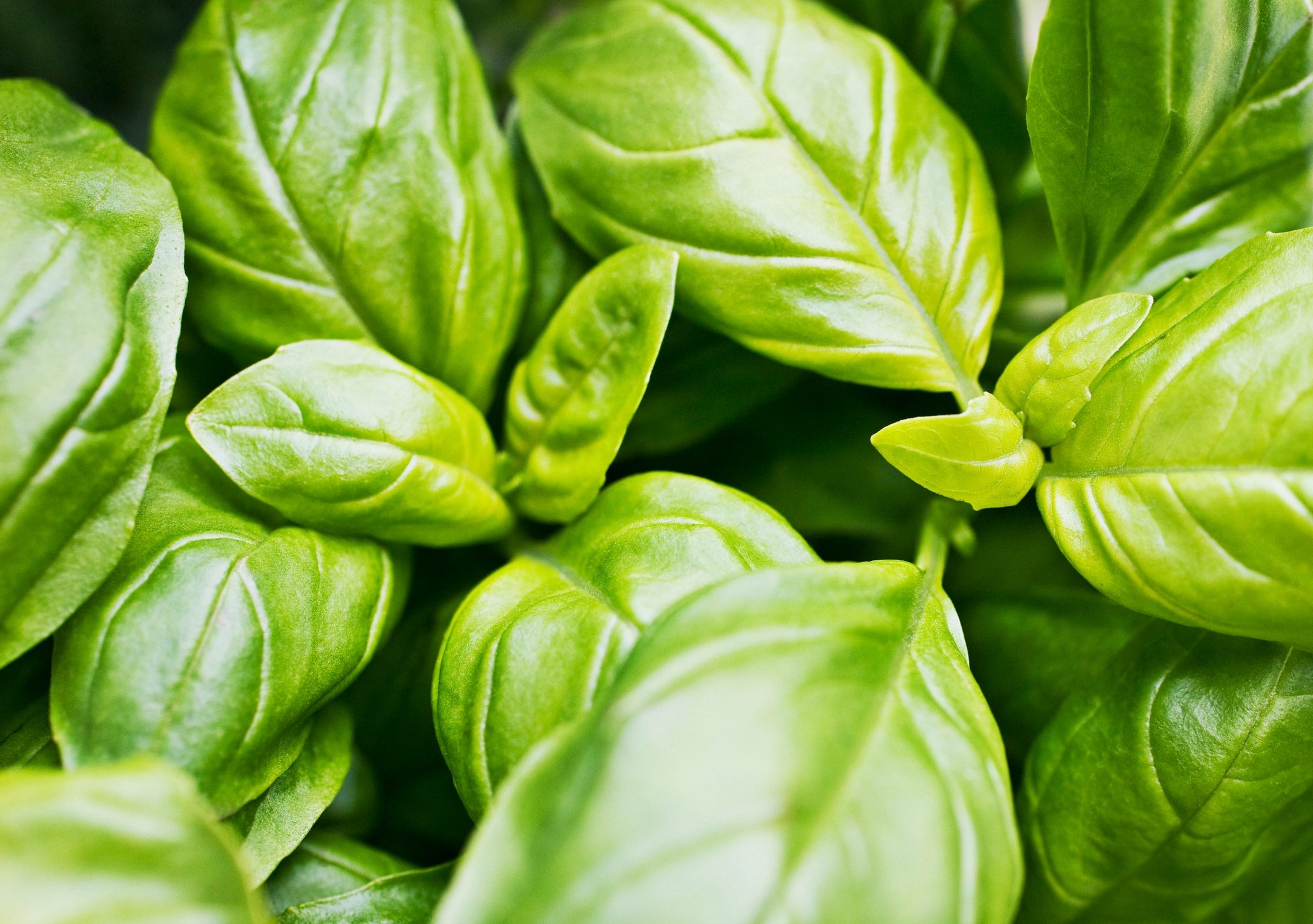 Grow best basil ever, Birds and blooms, Basil plant, Food, 2070x1460 HD Desktop