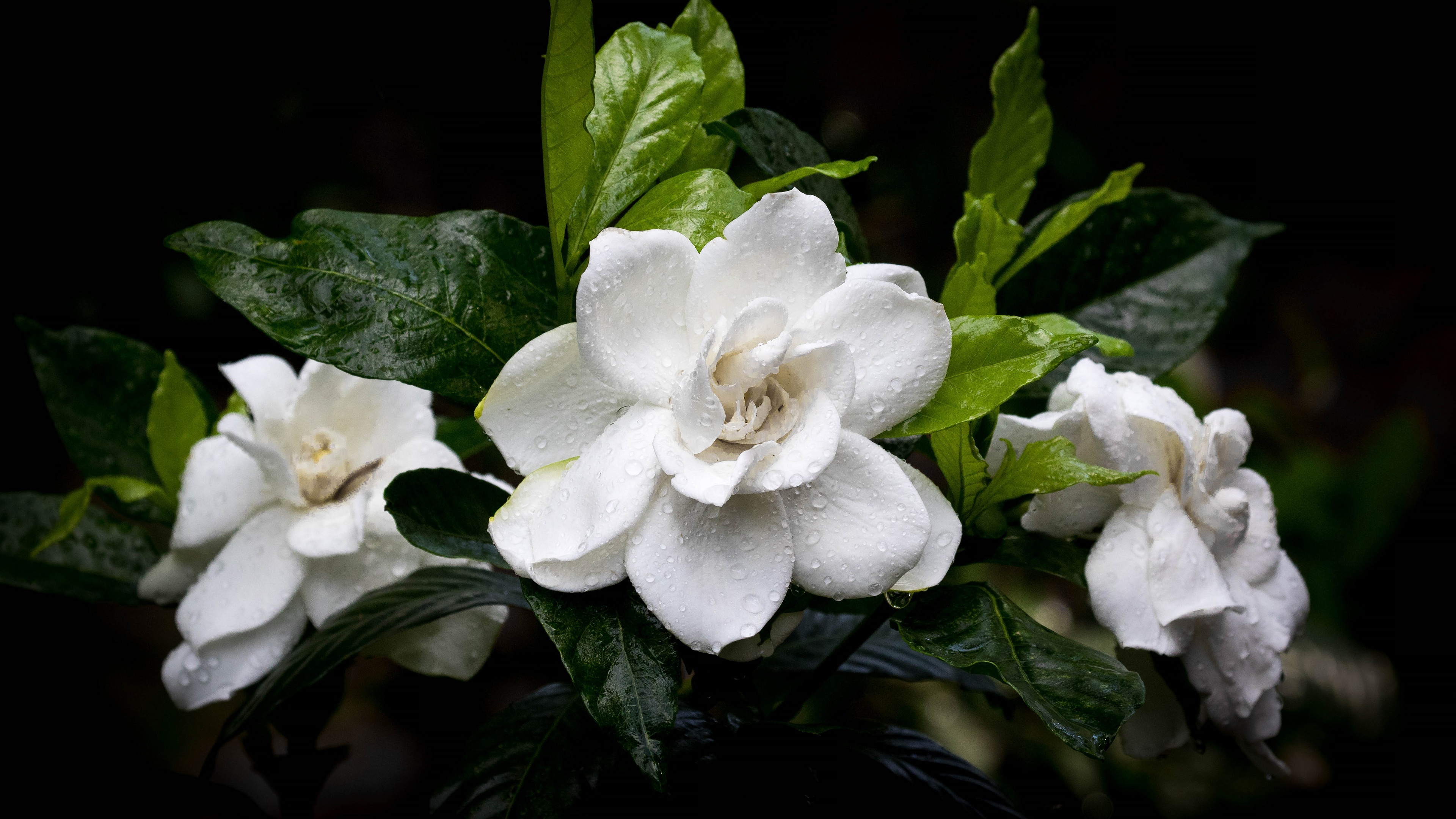 Water drops, Camellia Wallpaper, 3840x2160 4K Desktop