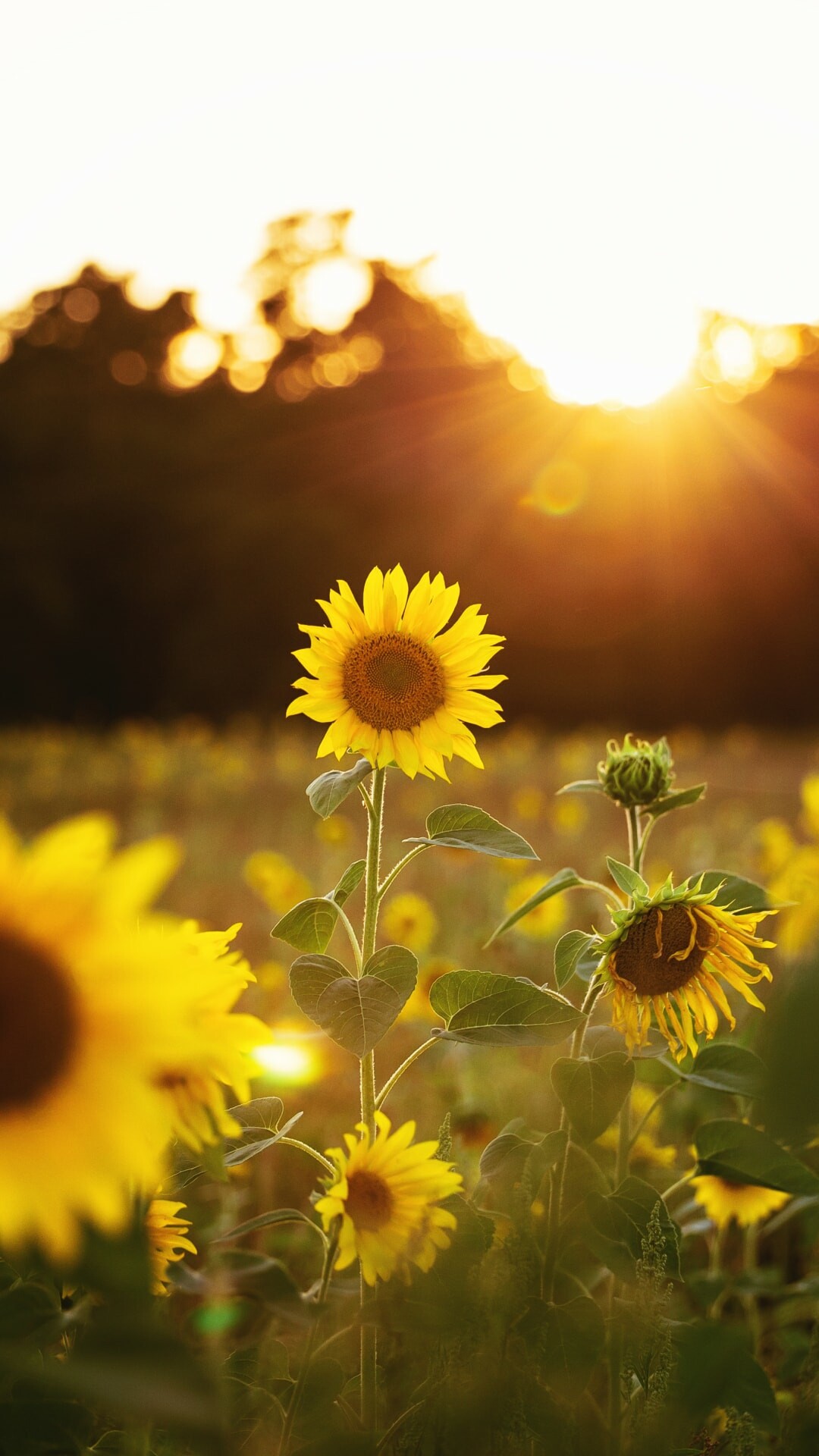 HD sunflower wallpaper, Free download, 1080x1920 Full HD Phone