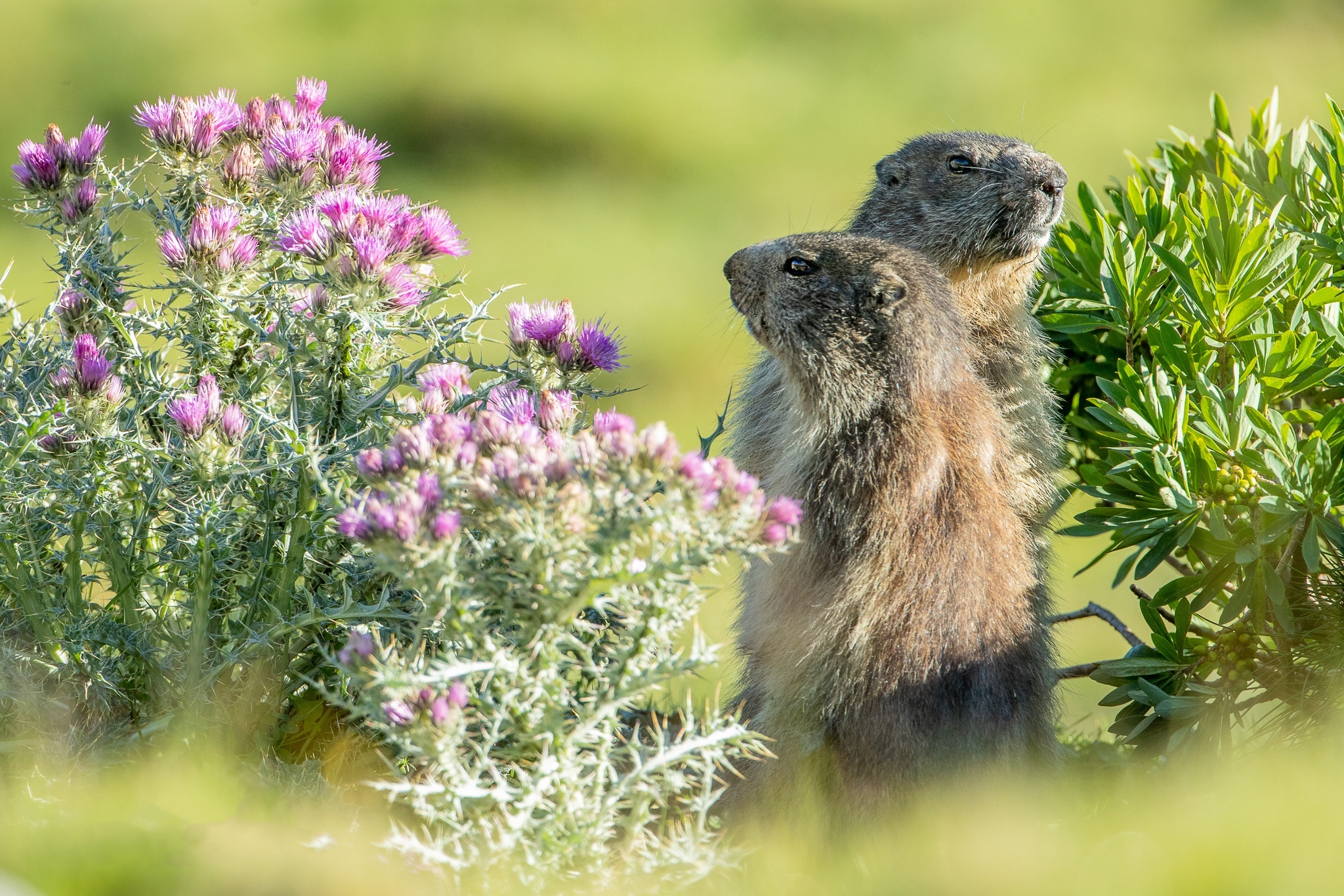 Prairie, Groundhogs Wallpaper, 2050x1370 HD Desktop