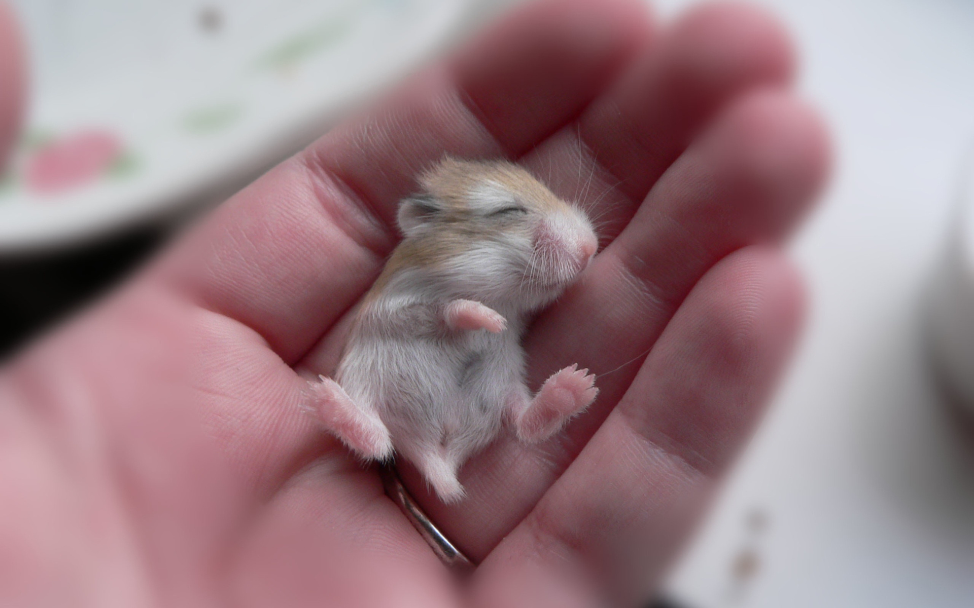 Baby hamster, Hamsters Wallpaper, 1920x1200 HD Desktop