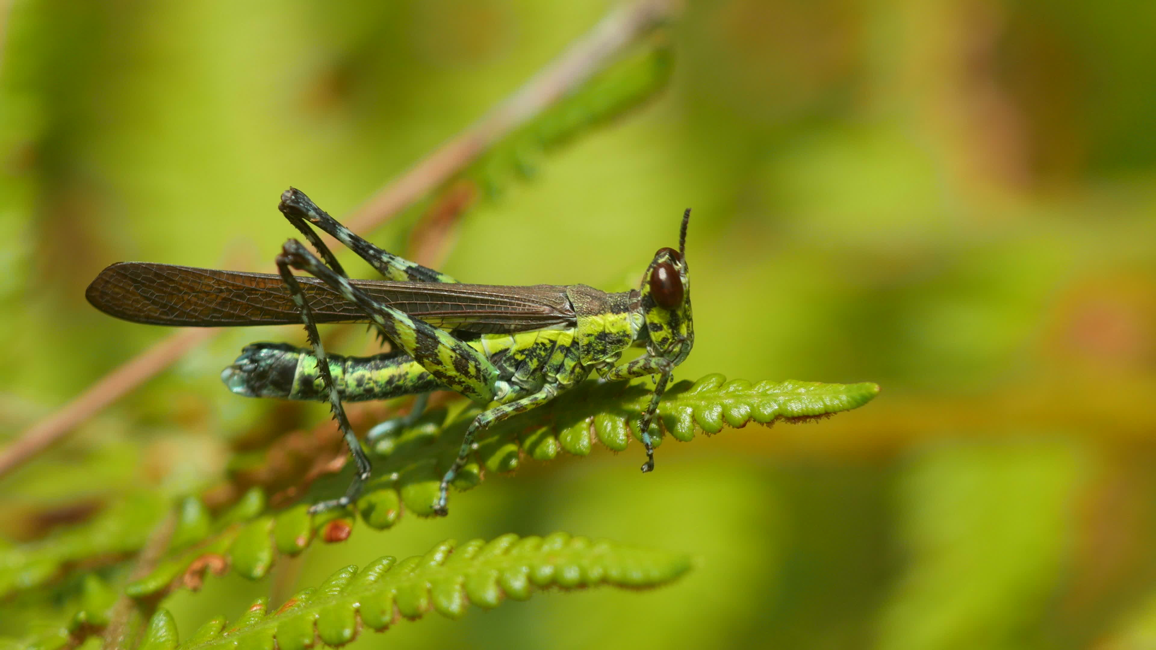 Grasshopper, Monkey grasshopper, Young fern shoot, Stock video, 3840x2160 4K Desktop