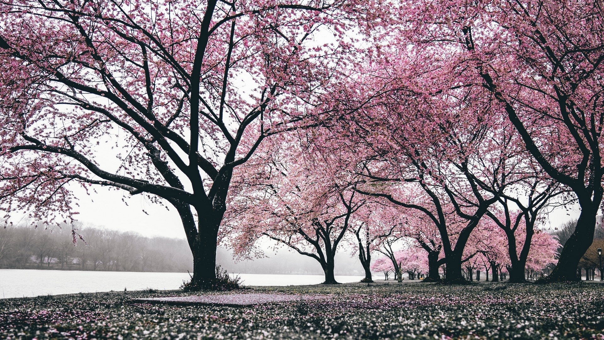 Blooming cherry blossom trees, Fallen pink flower petals, Misty lakeside shoreline, Full HD Desktop wallpaper