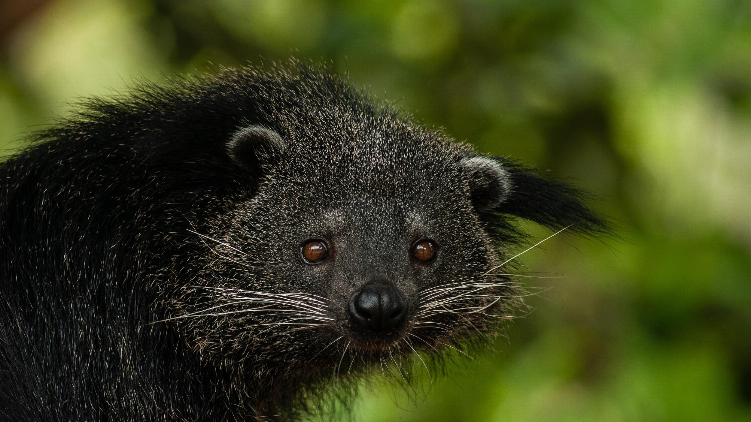 Rare animals in China, Binturong species, CGTN, 2500x1410 HD Desktop