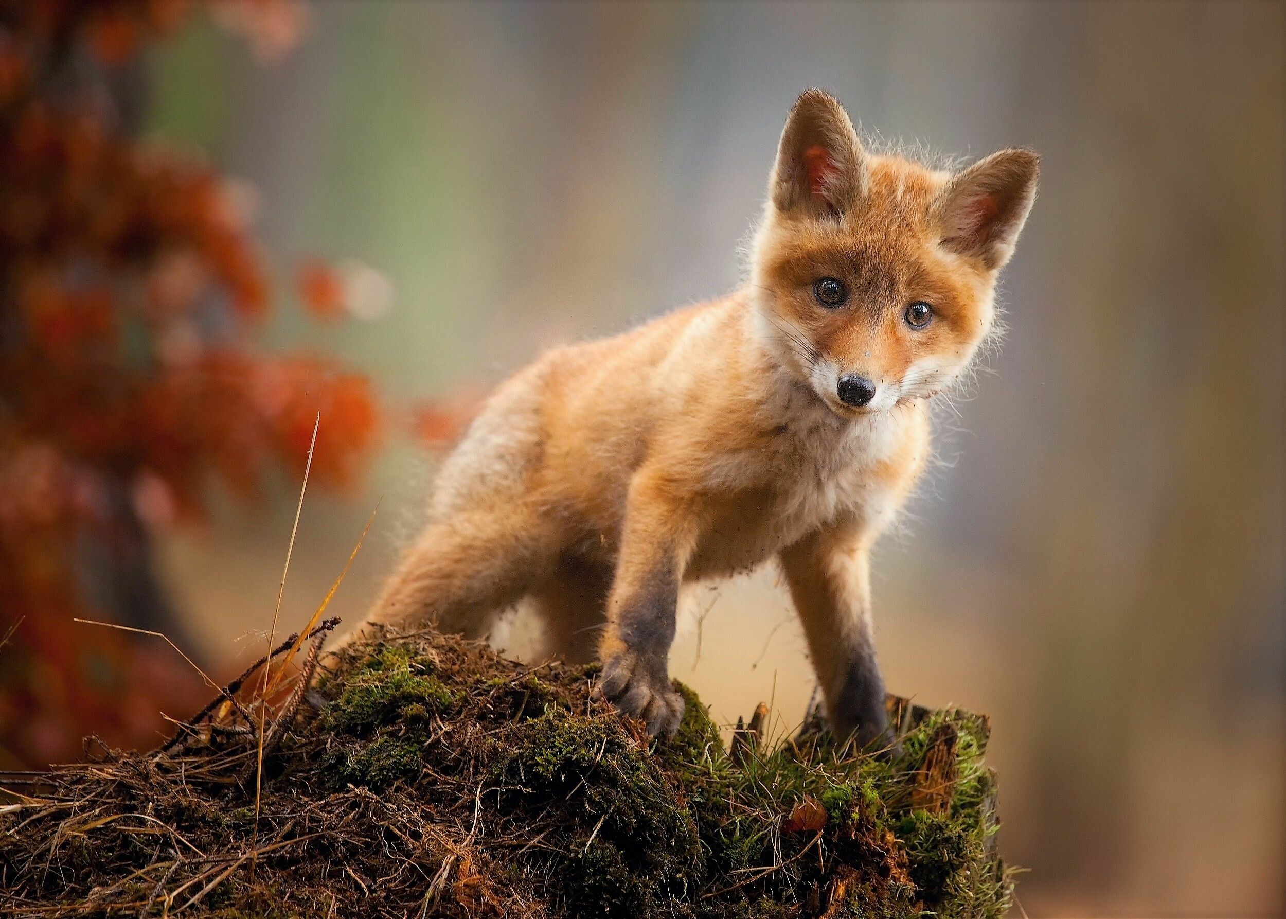 Cub, Foxes Wallpaper, 2500x1790 HD Desktop