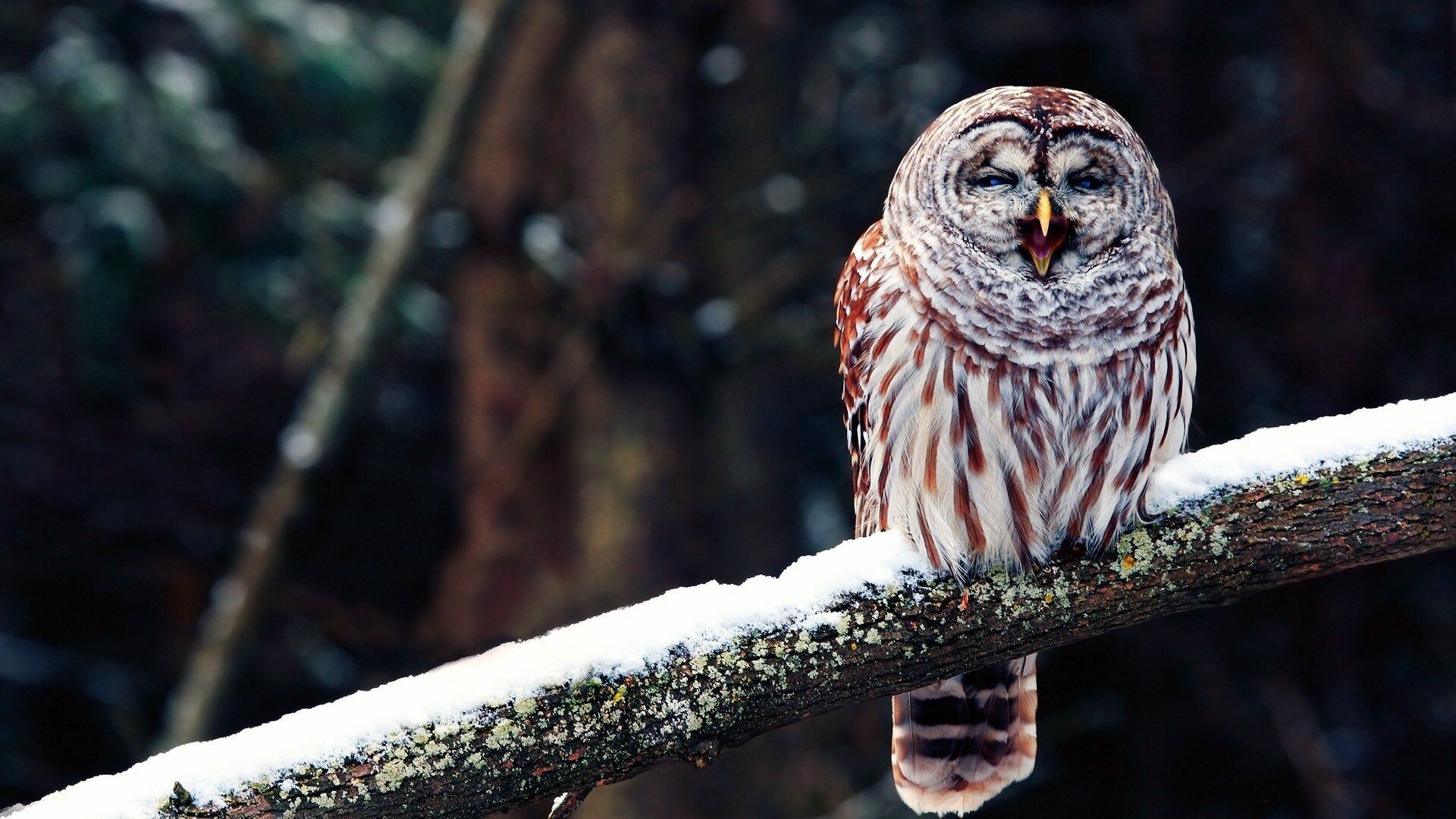 Funny owl wallpapers, Cute and amusing bird photography, Nocturnal creatures, Wise and playful, 1920x1080 Full HD Desktop