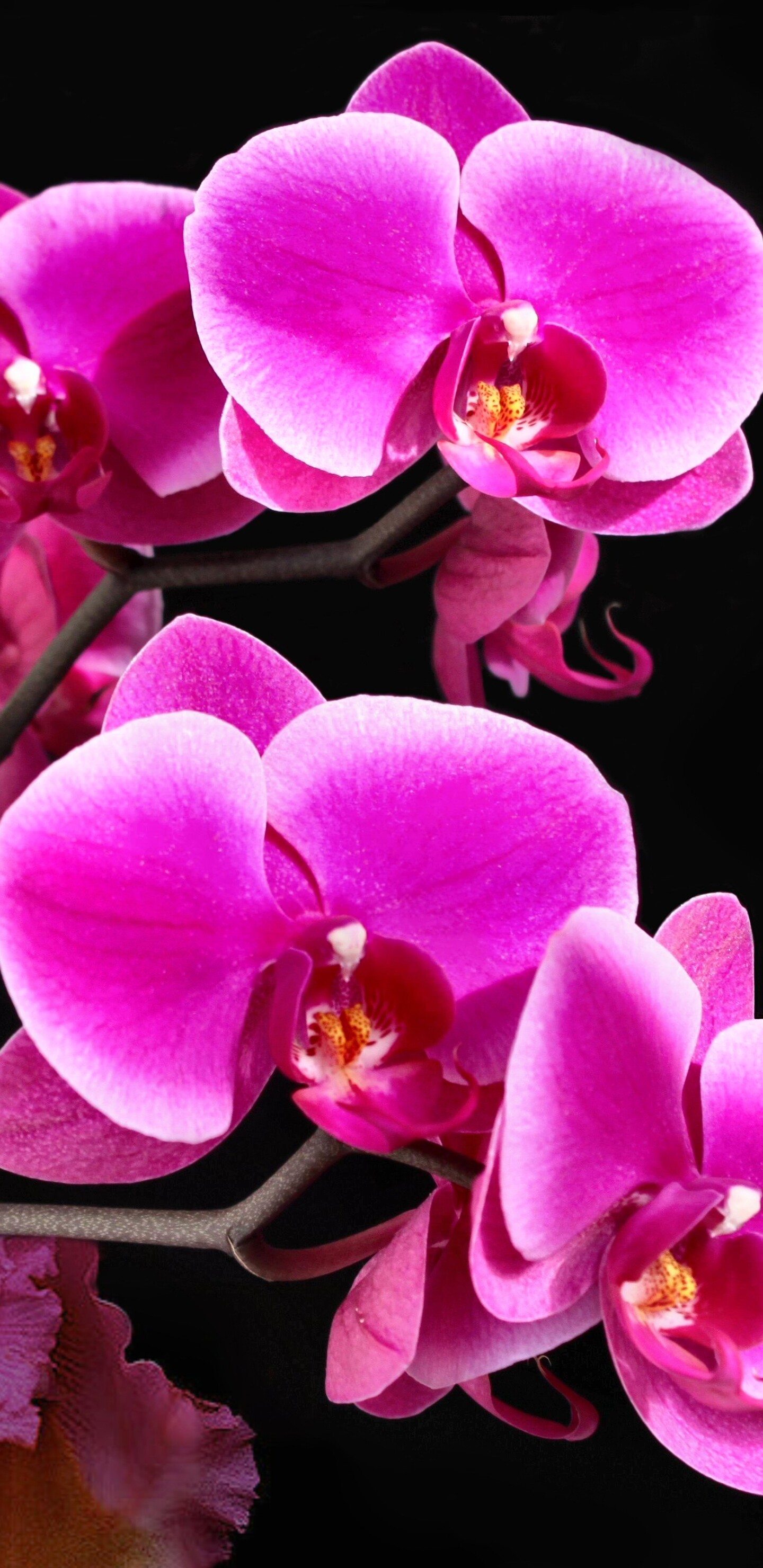 Earth orchid marvel, Floral beauty, Nature's gift, Captivating wallpaper, 1440x2960 HD Phone