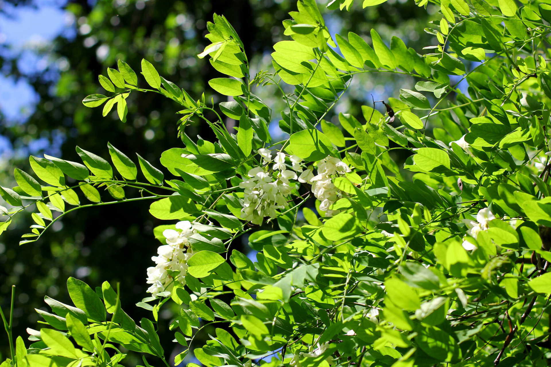 Blossoming acacia, Acacia tree beauty, Nature's artwork, Serene landscapes, 1920x1280 HD Desktop