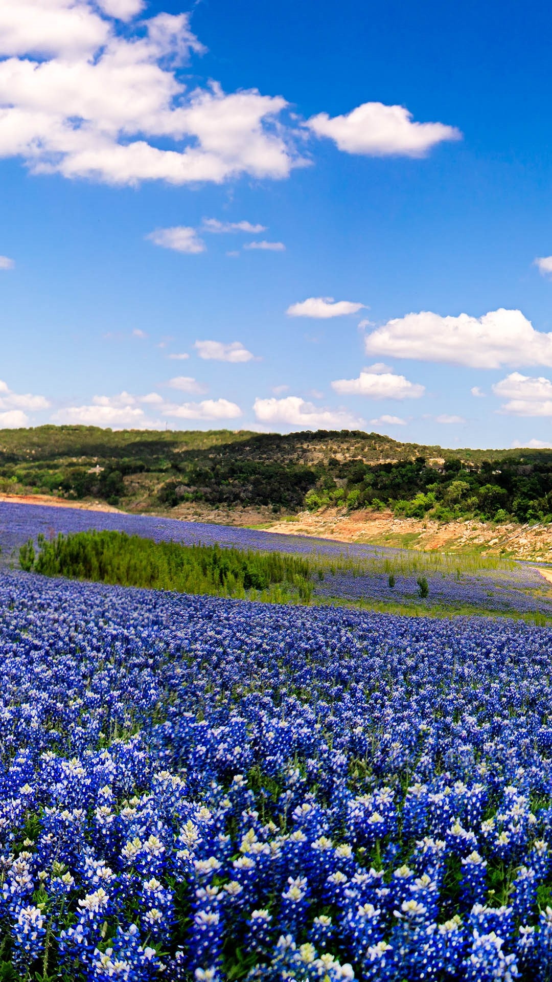 Bluebonnet, Muleshoe Bend, Texas, Windows 10 spotlight, Vibrant fields, 1080x1920 Full HD Phone