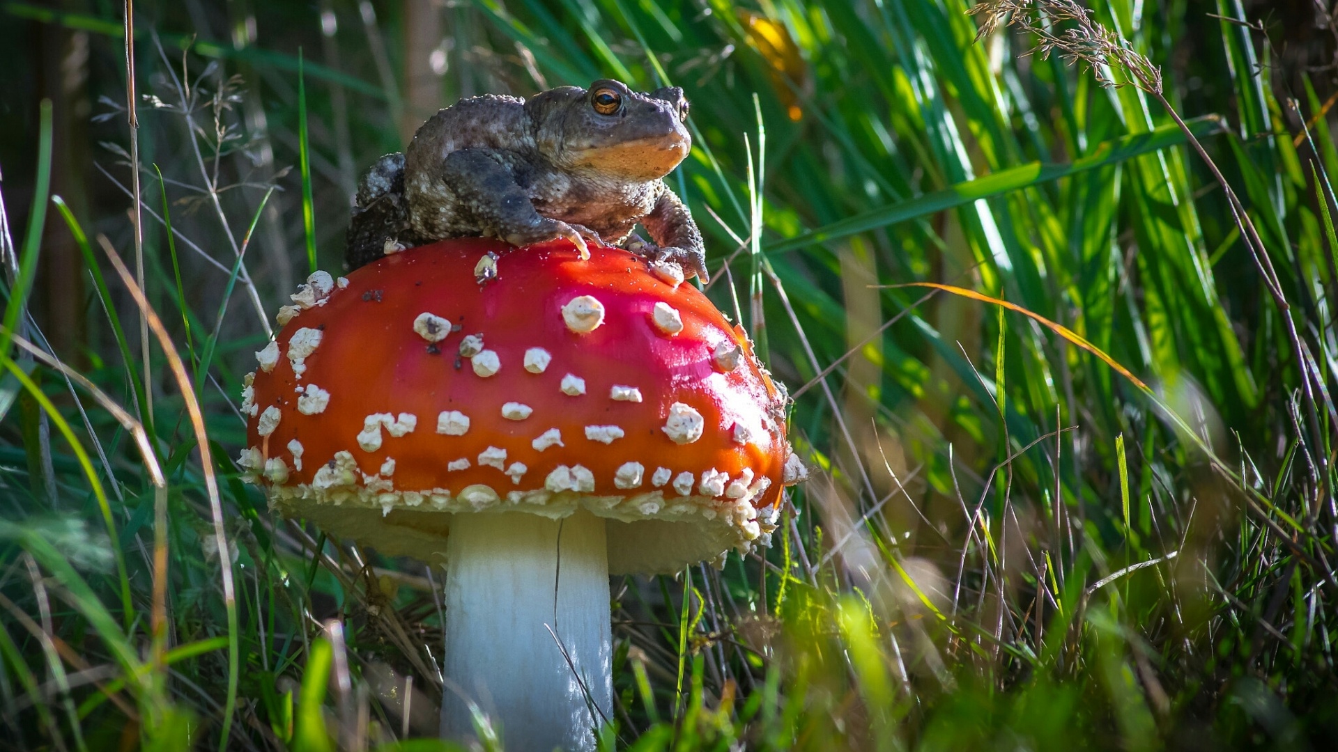 Animals frog, Toad's habitat, Mushroom companion, Nature's wonders, 1920x1080 Full HD Desktop
