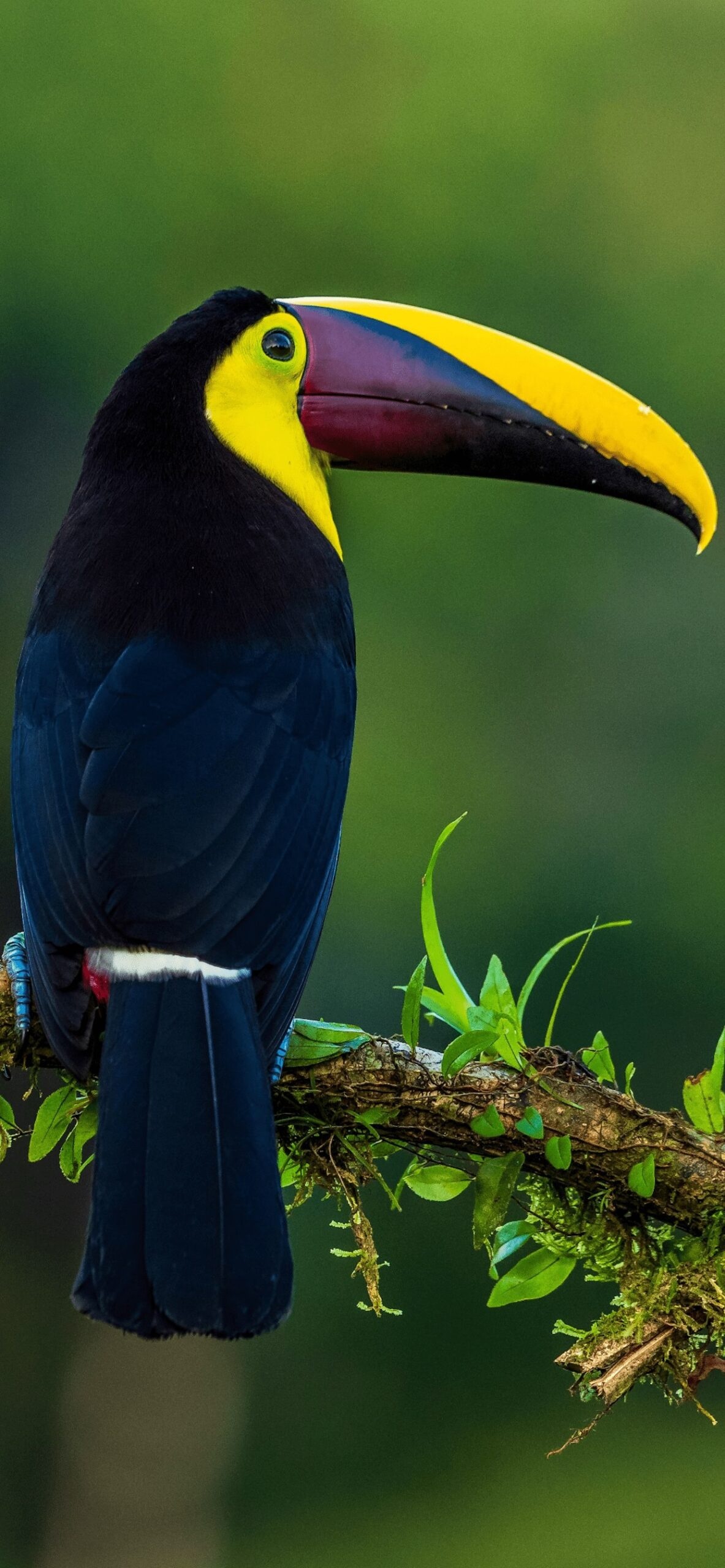 Artistic iPhone wallpaper, Bird artwork, Colourful design, Unique mobile background, 1190x2560 HD Phone