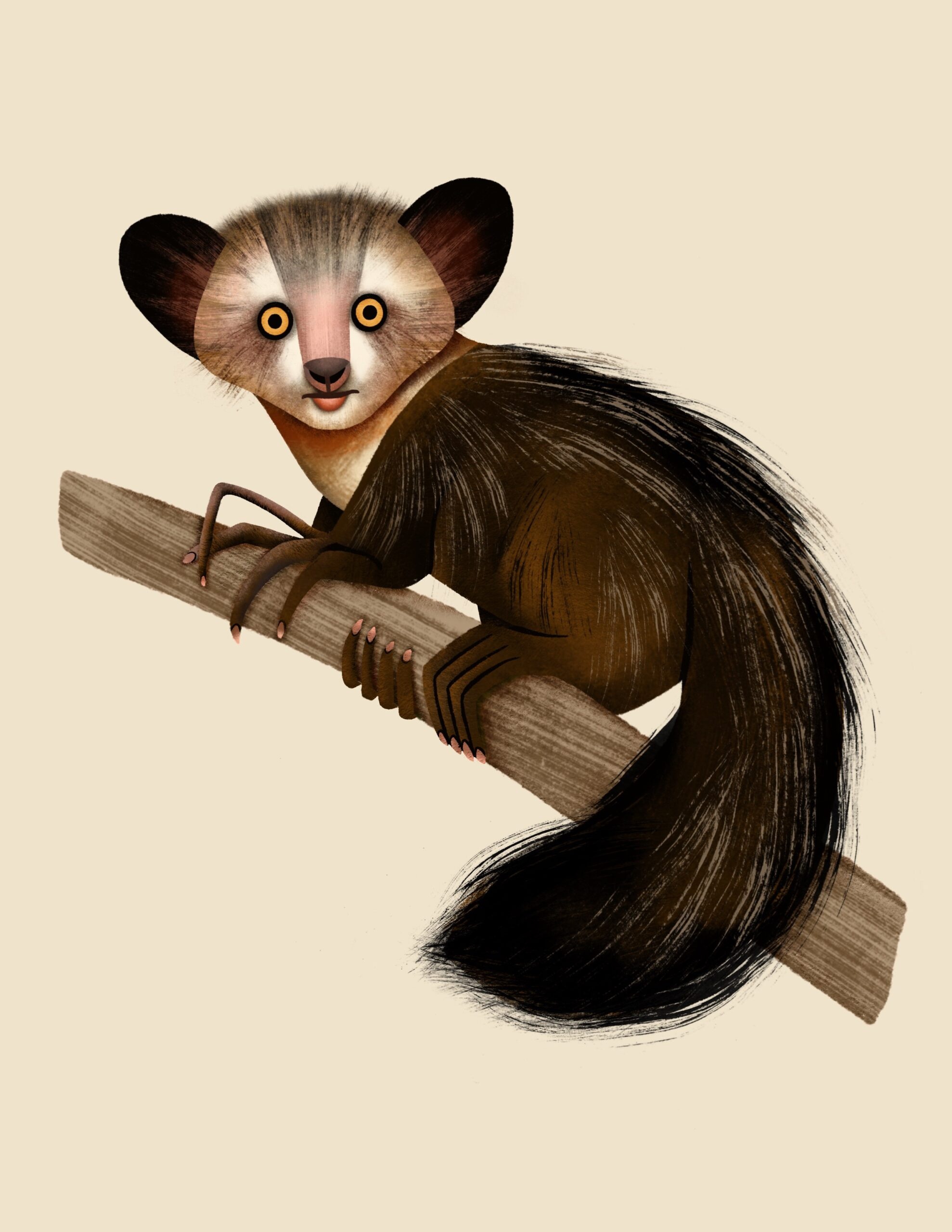Outreach capacity, Lemur conservation, Aye Aye, 1980x2560 HD Phone