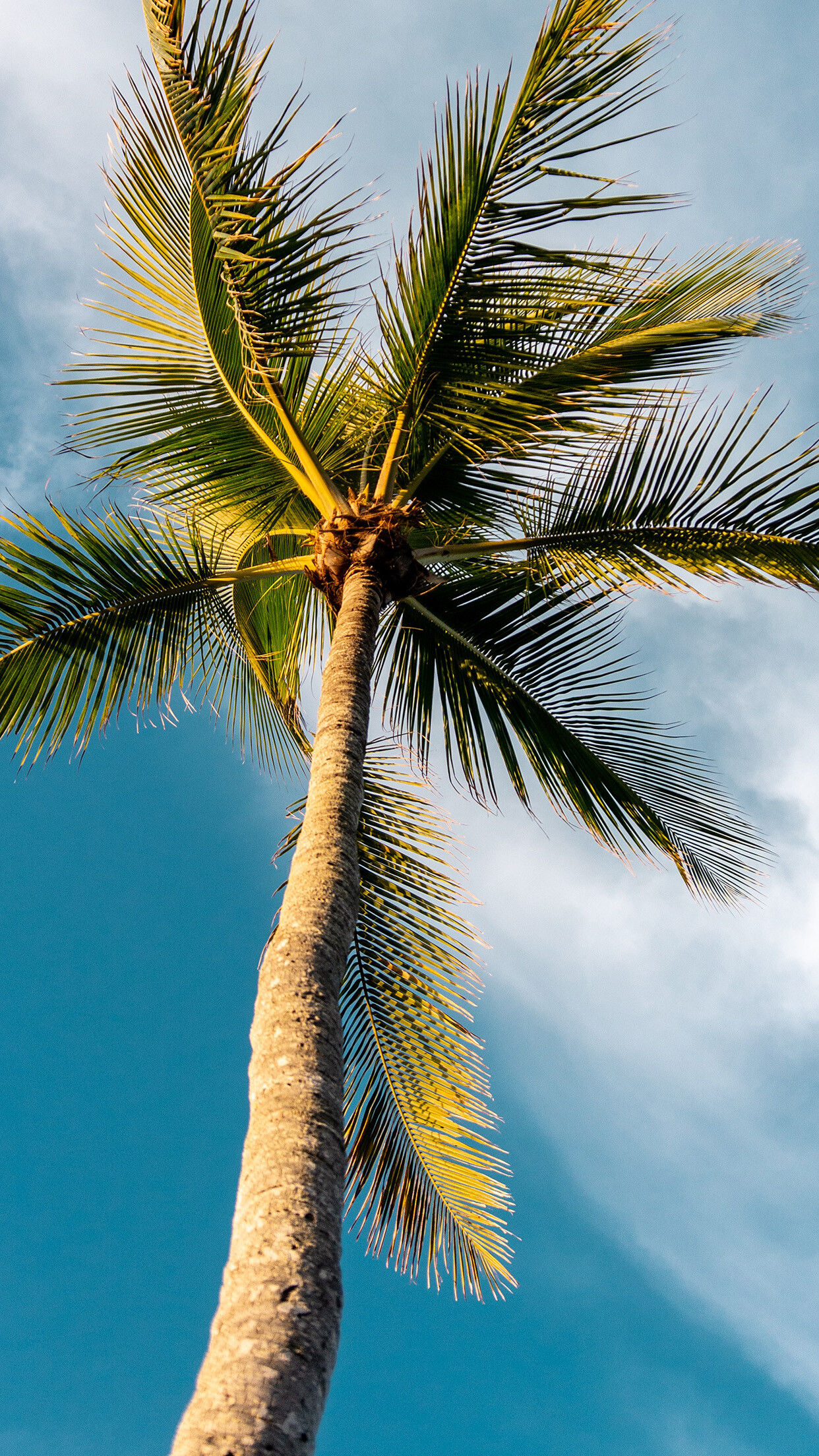 Sunny summer sky, Palm tree paradise, Nature's playground, Tranquil palm, 1250x2210 HD Phone