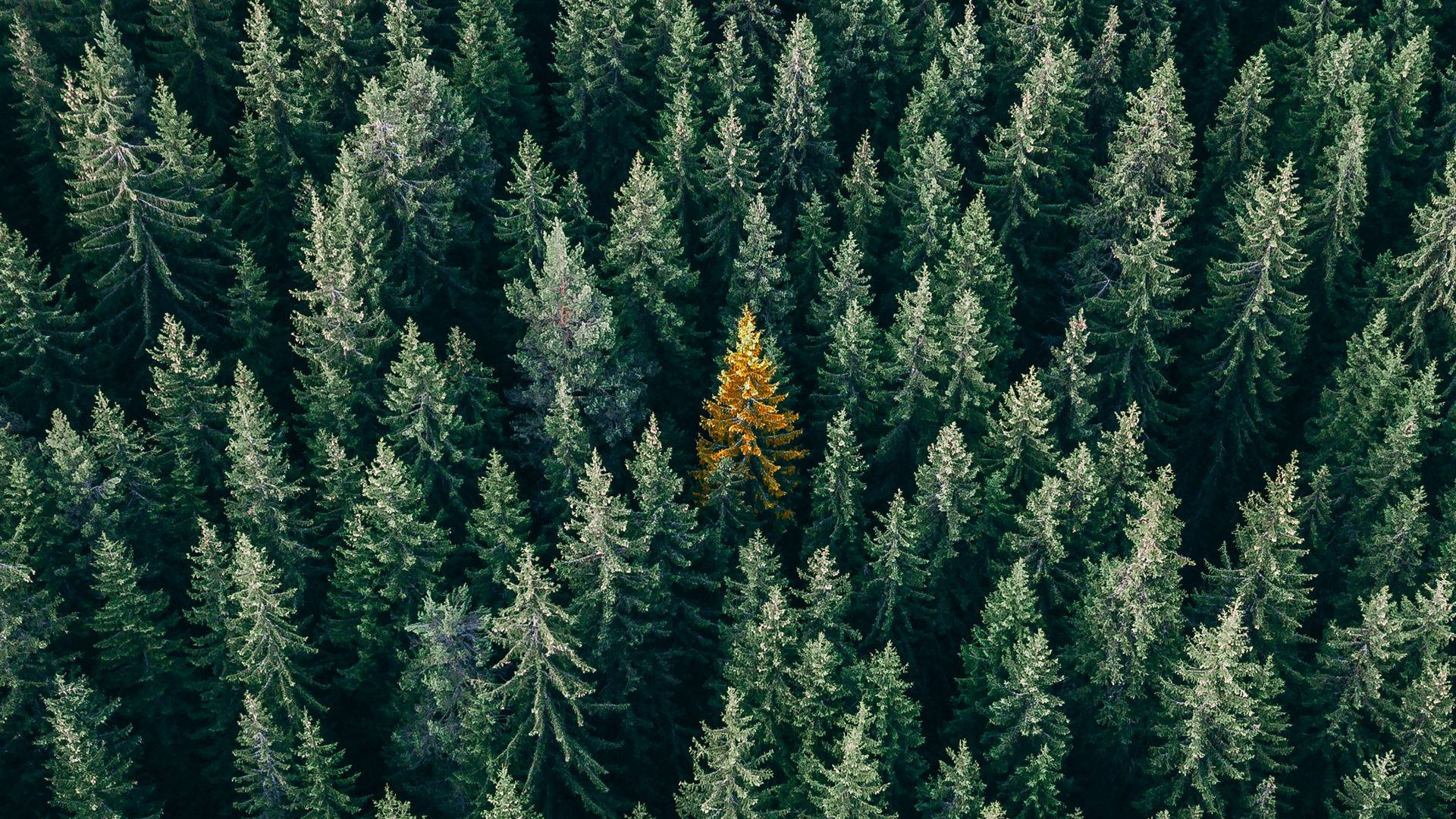 solitary golden pine tree, dense green pine forest, aerial treetop canopy, Full HD Desktop wallpaper