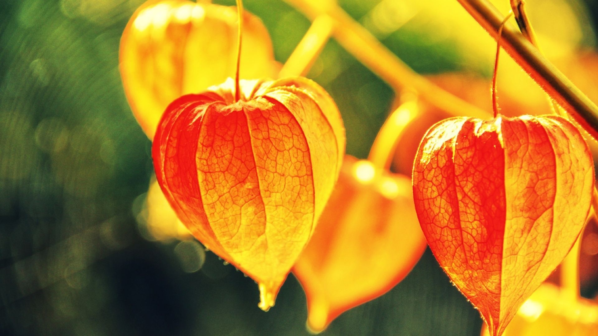 Physalis, Chinese lantern fruit, Striking wallpapers, Eye-catching backgrounds, 1920x1080 Full HD Desktop