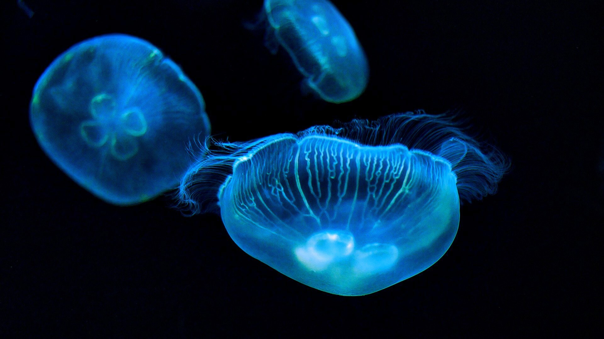 Glowing jellyfish, Luminous marine life, Captivating creatures, Radiant beauty, 1920x1080 Full HD Desktop