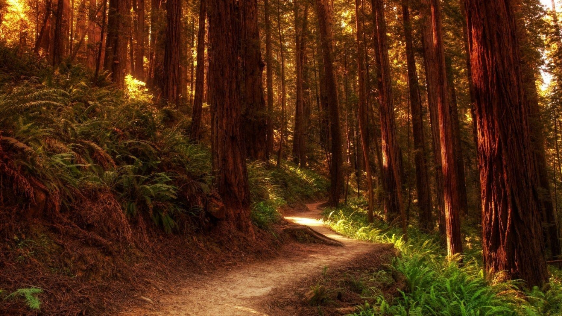 Cedar Tree, Redwood national parks, Majestic nature, State parks, 1920x1080 Full HD Desktop