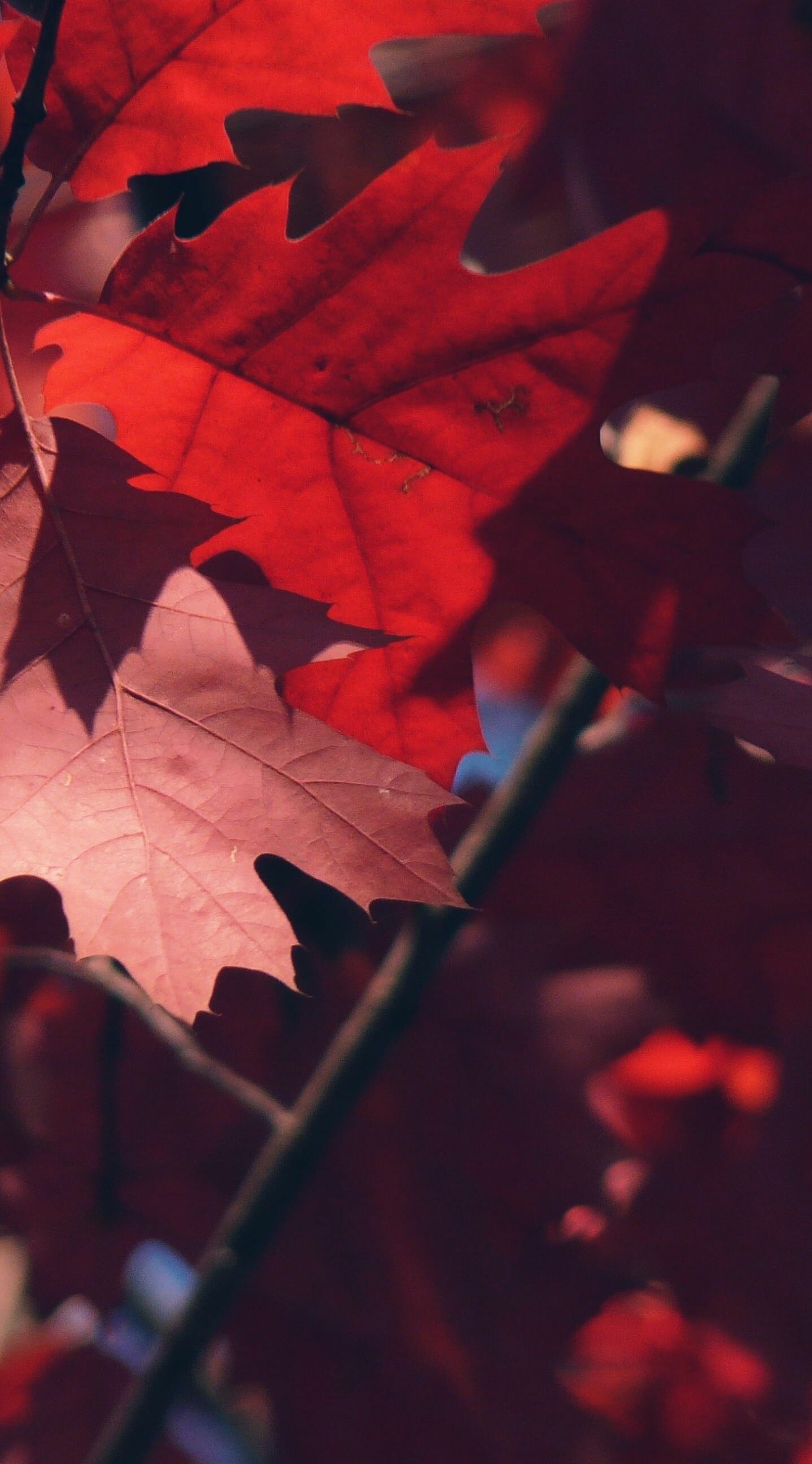 Red leaf wallpapers, Bold and striking, 1440x2600 HD Phone