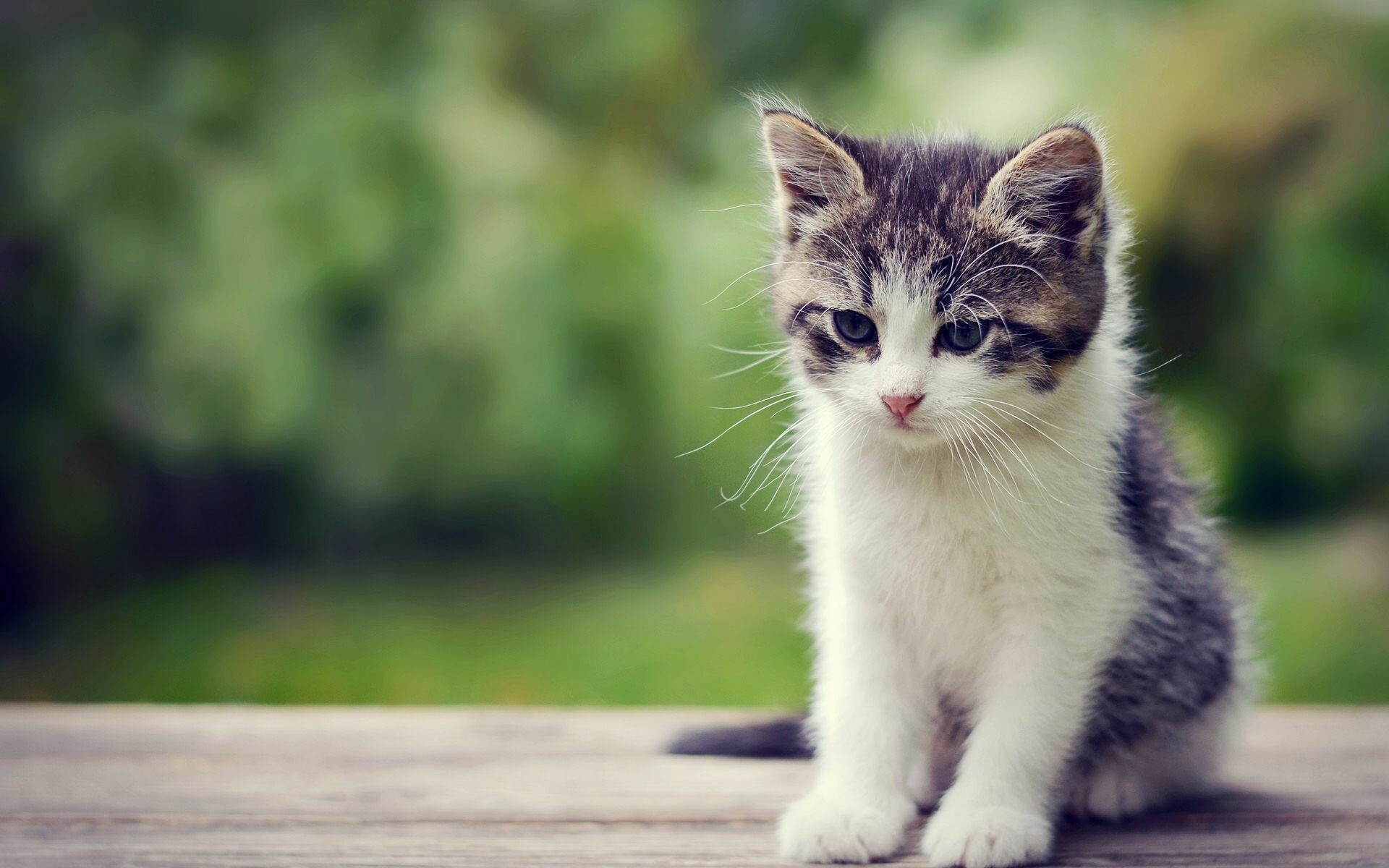 Kitten, beautiful kitten, elegant pet, stunning, 1920x1200 HD Desktop