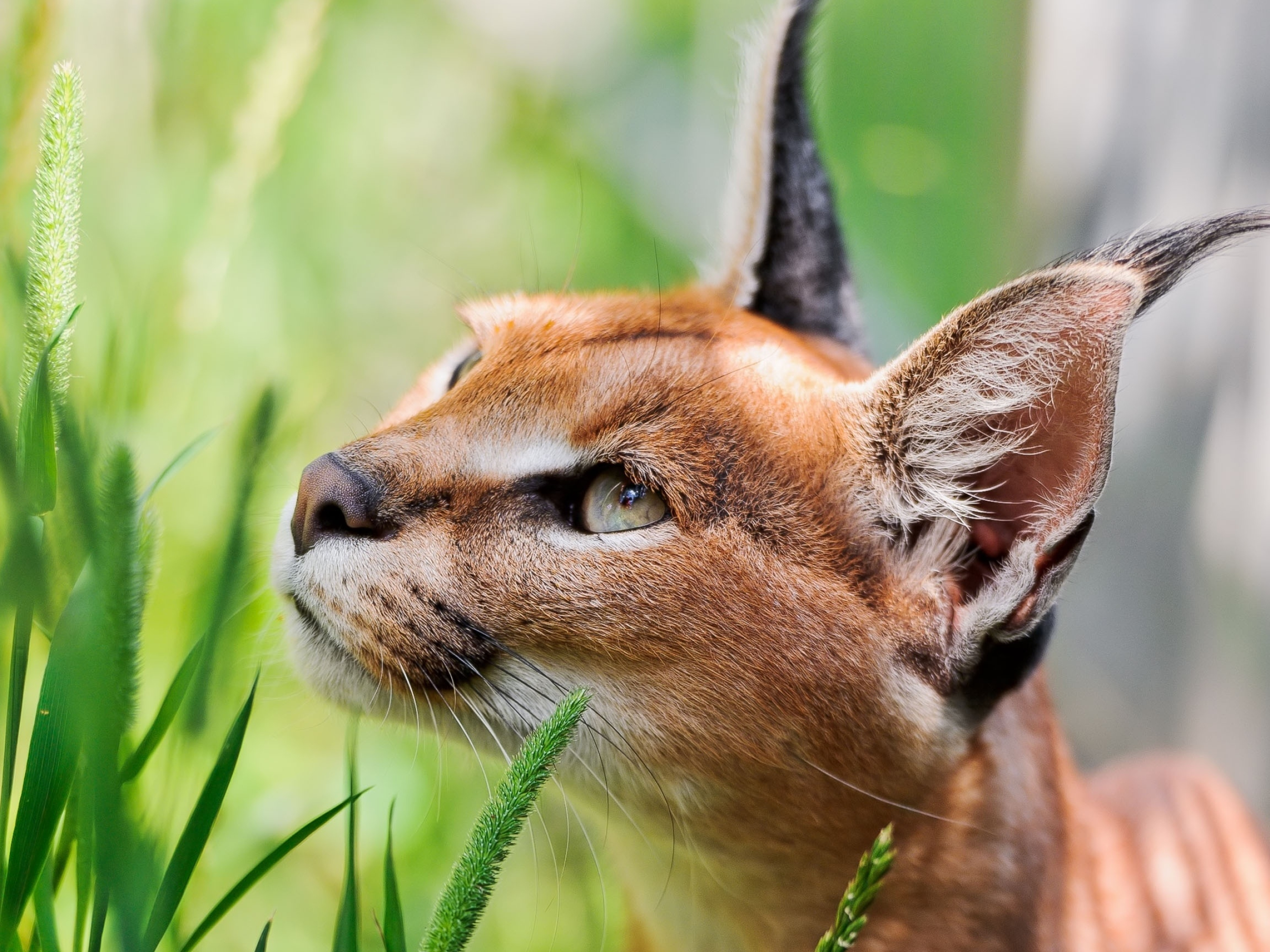 Caracal, Grass, Full HD, Eyes, 2560x1920 HD Desktop