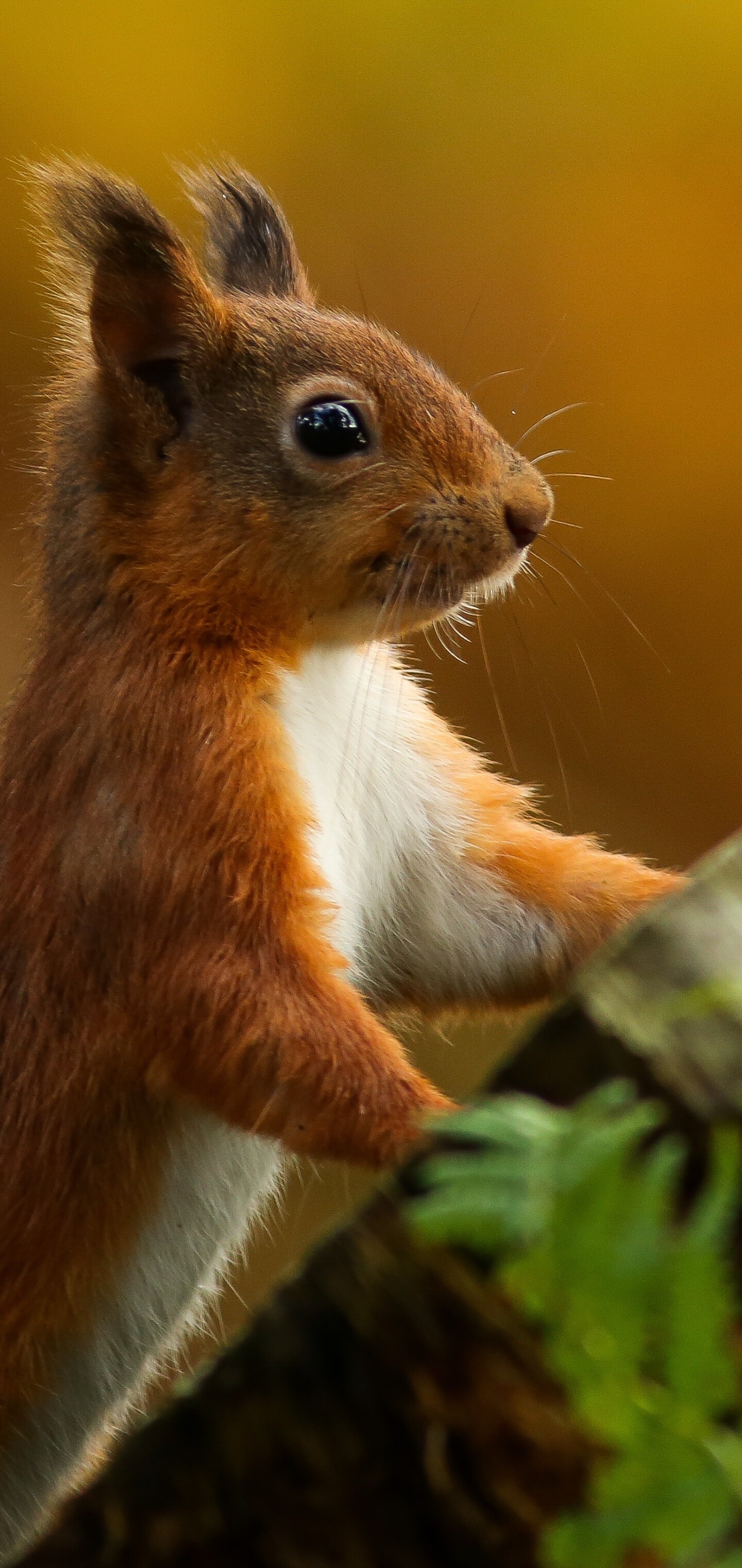 Animal squirrel, Wildlife portrait, 1440x3040 HD Phone