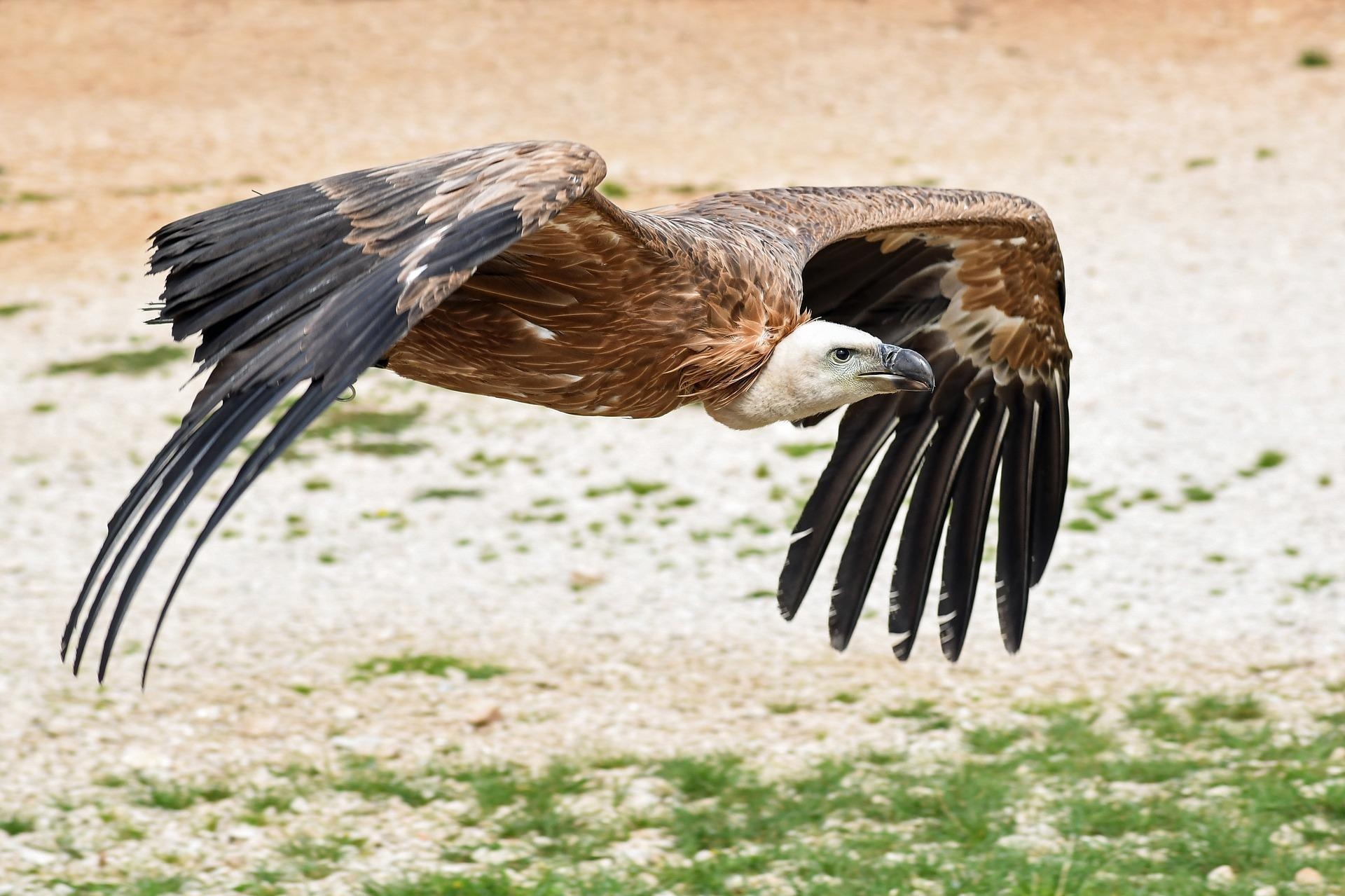 4K vulture wallpapers, HD backgrounds, Stunning bird visuals, Awe-inspiring desktop, 1920x1280 HD Desktop