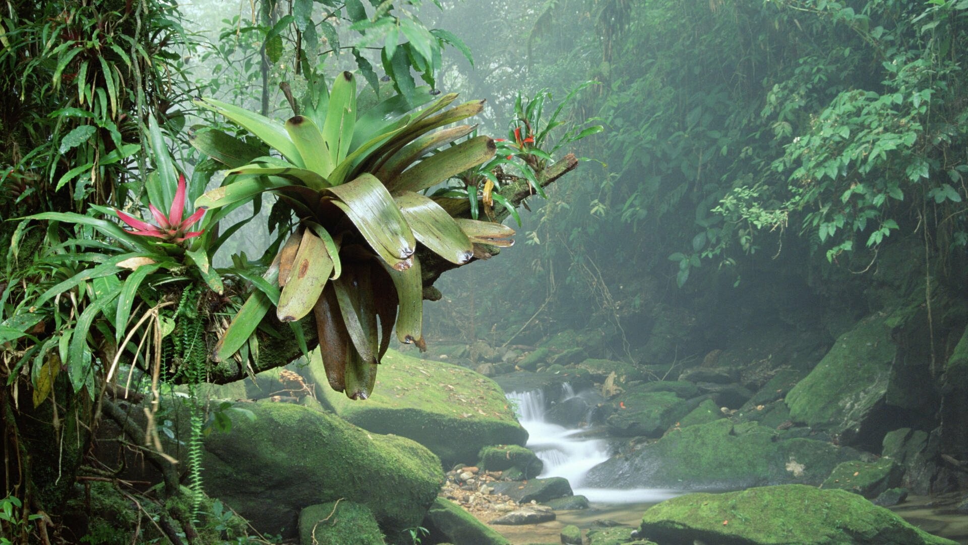 Vibrant greenery, Rainforest paradise, Tropical sanctuary, Nature's treasure, 1920x1080 Full HD Desktop