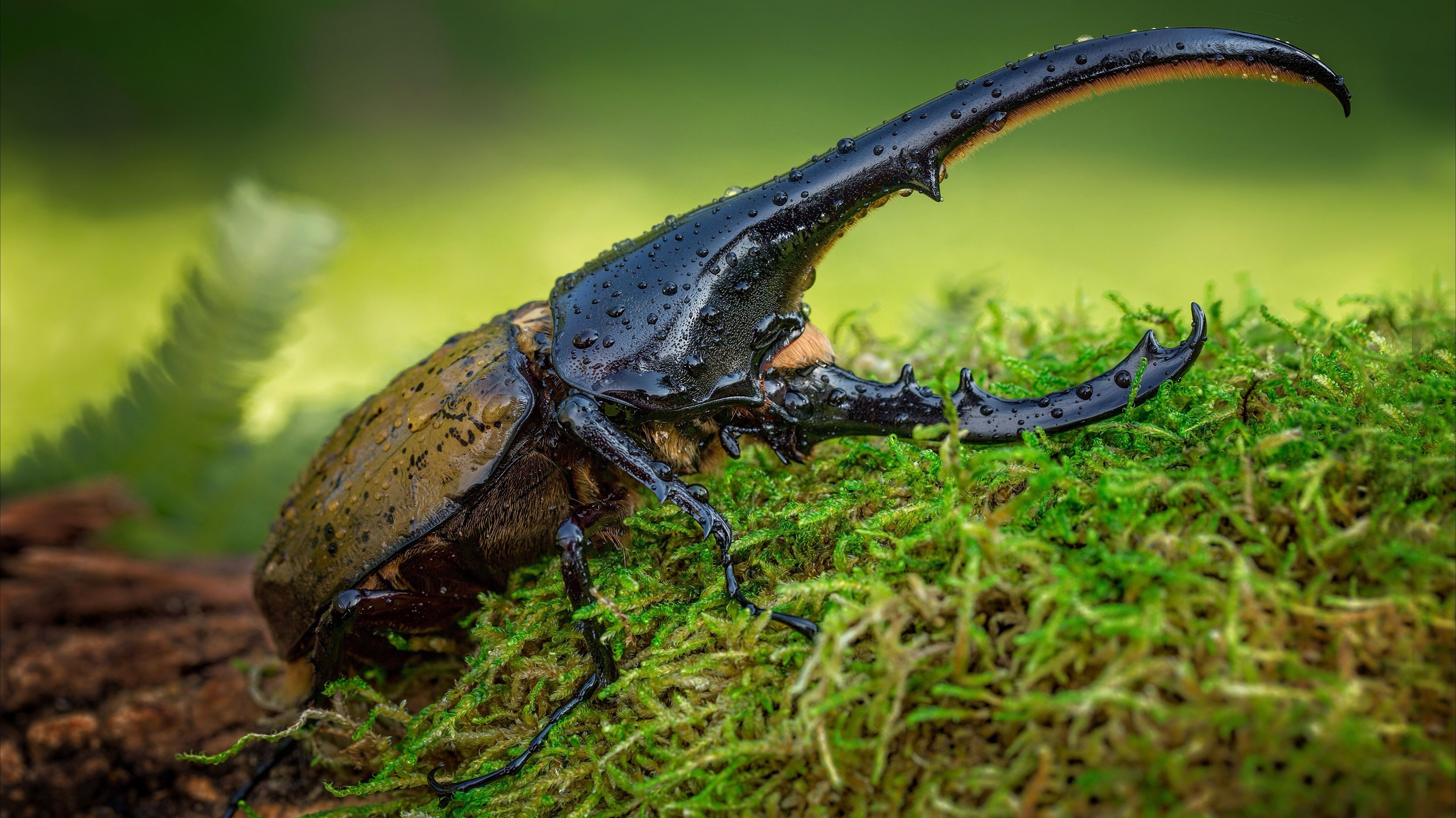 Beetle, Hercules beetle, Wildlife, Animals, 3840x2160 4K Desktop