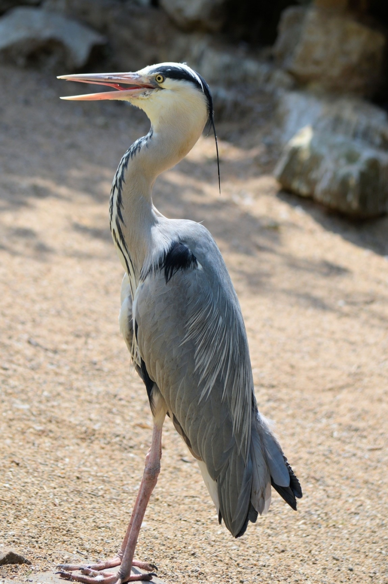 Grey and White Feathered Bird, Free image, 1280x1920 HD Phone